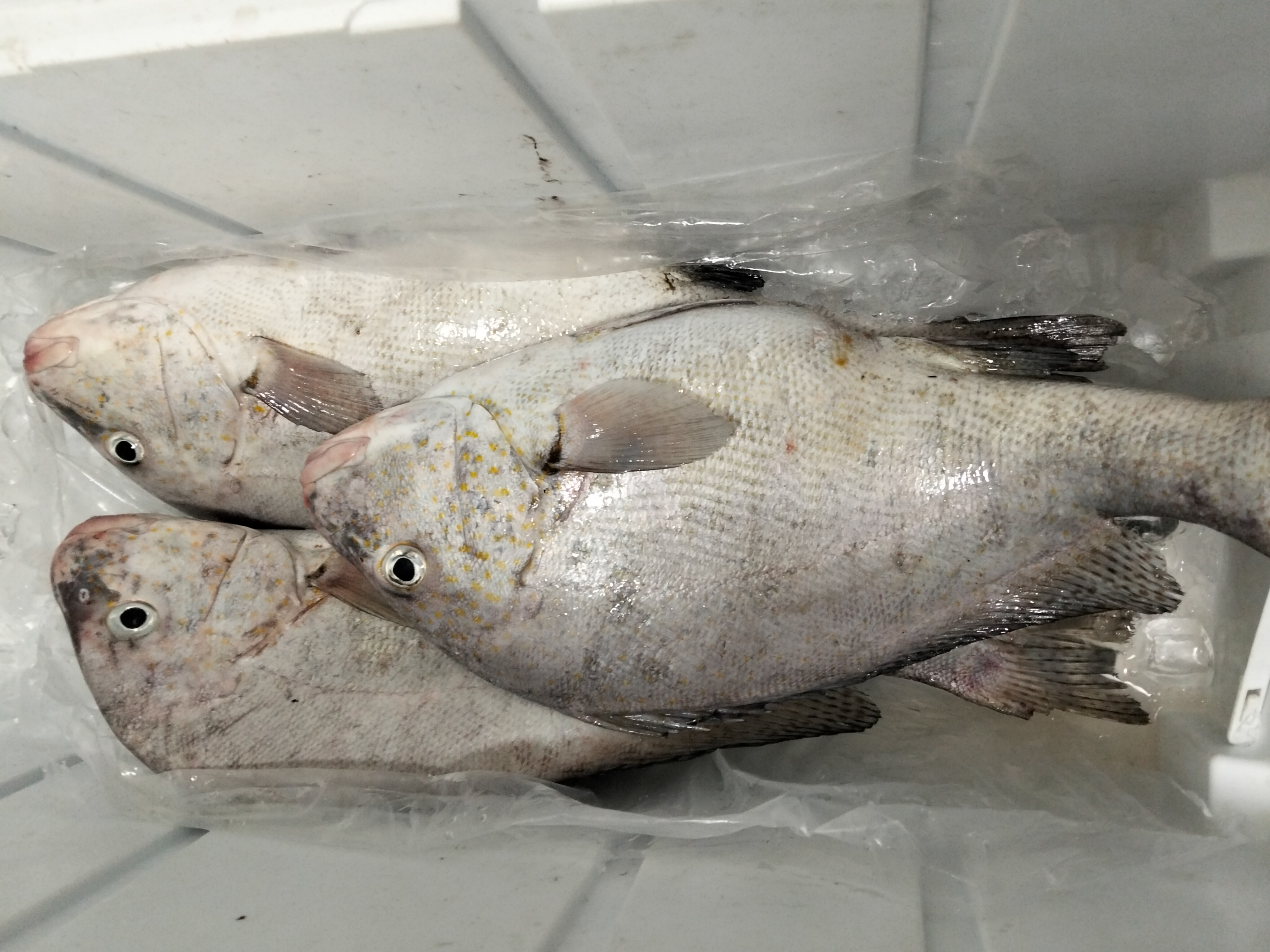 プランブリー沖で獲れた3kgのコロダイ