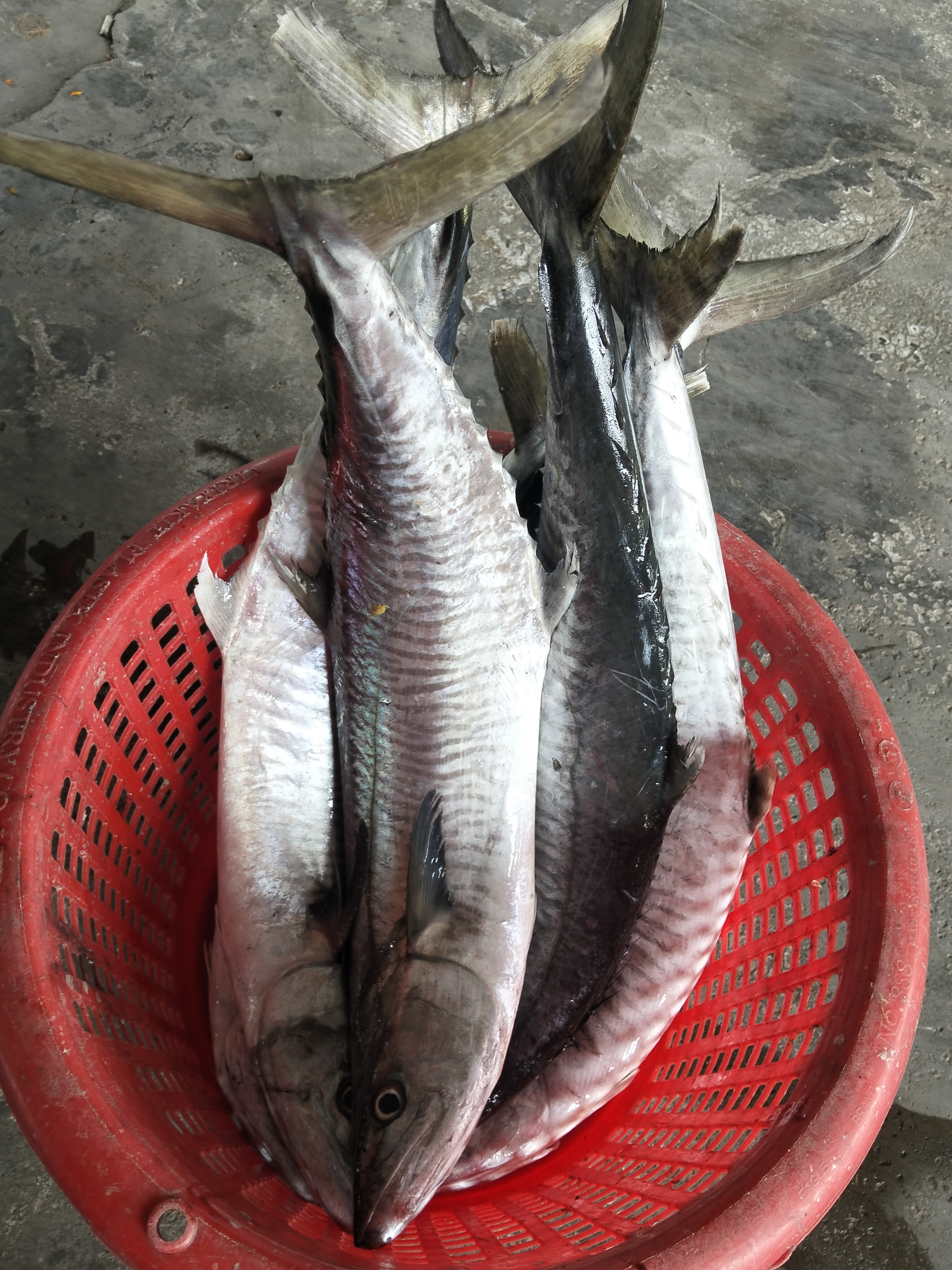 プランブリー沖で19.8kgのサワラを水揚げ