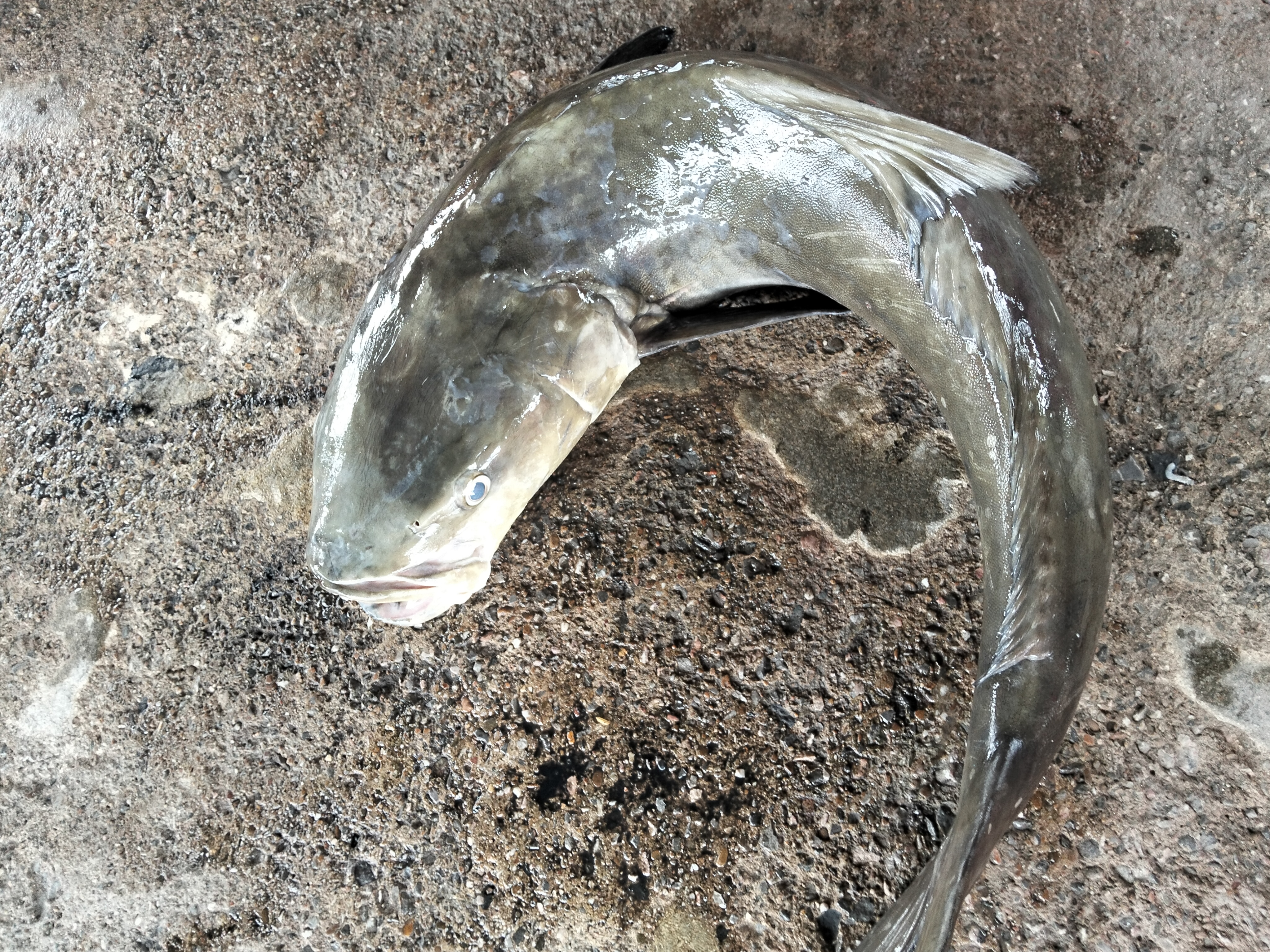 プランブリー沖で仕入れた13.5kgのクロカンパチ