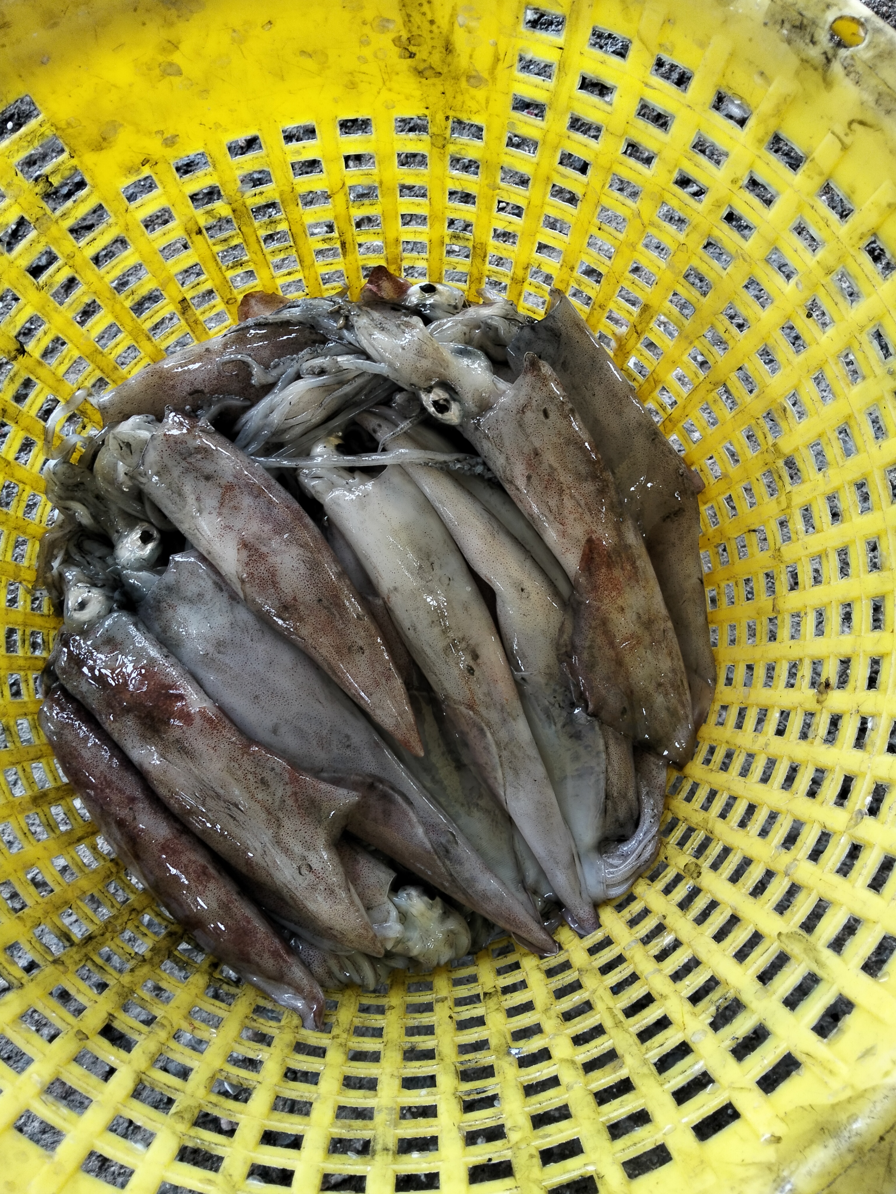 プランブリー産10kgケンサキイカ、迅速な処理記録