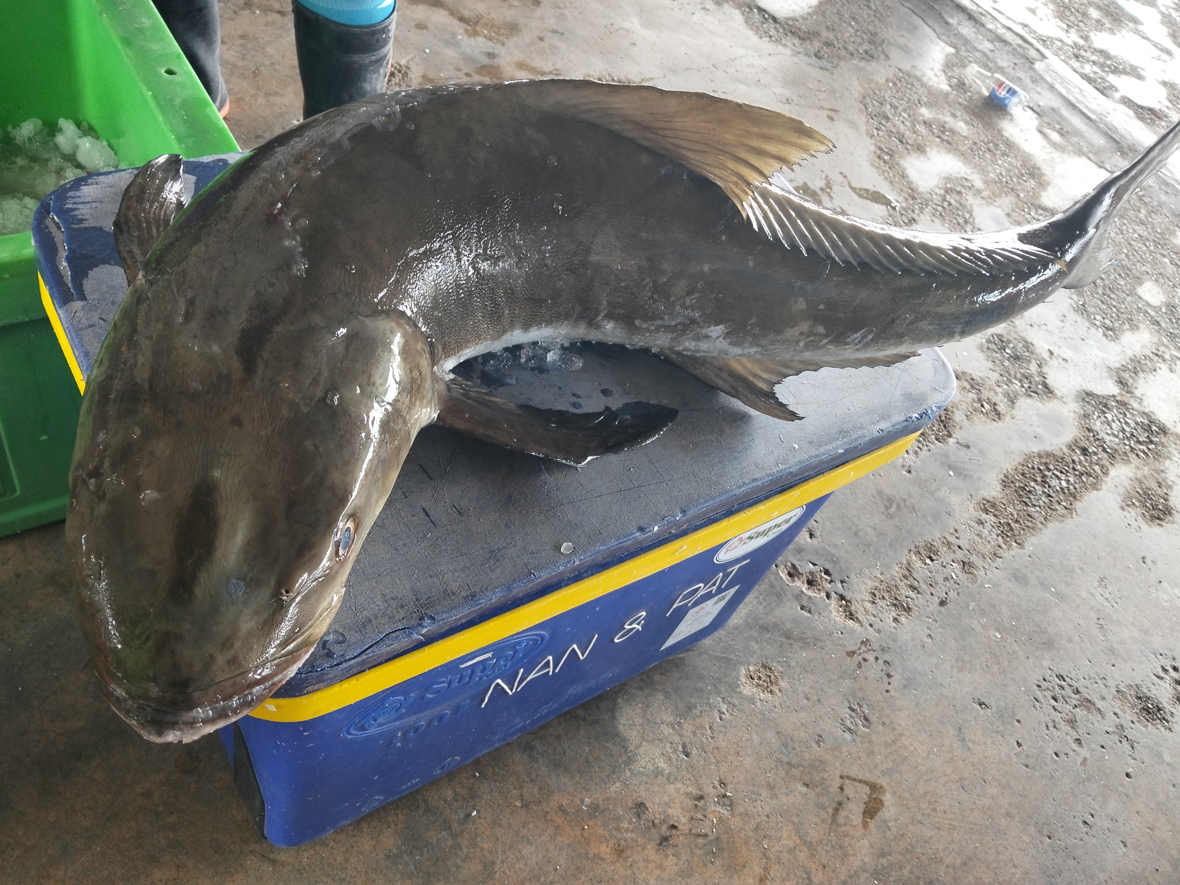 プランブリー沖で仕入れた17kgのクロカンパチ