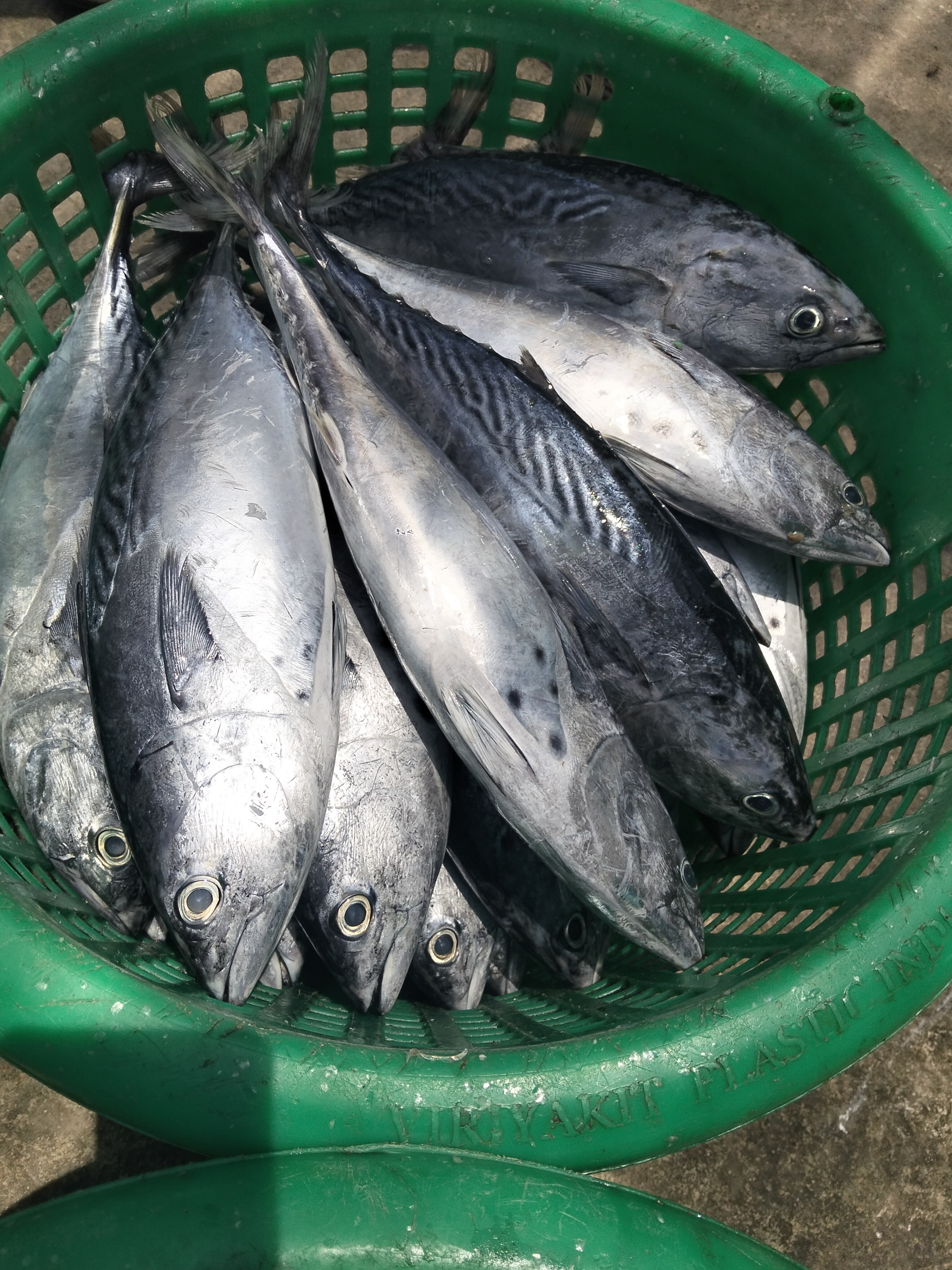 プランブリー沖で仕入れた 40.5kg のスマガツオ