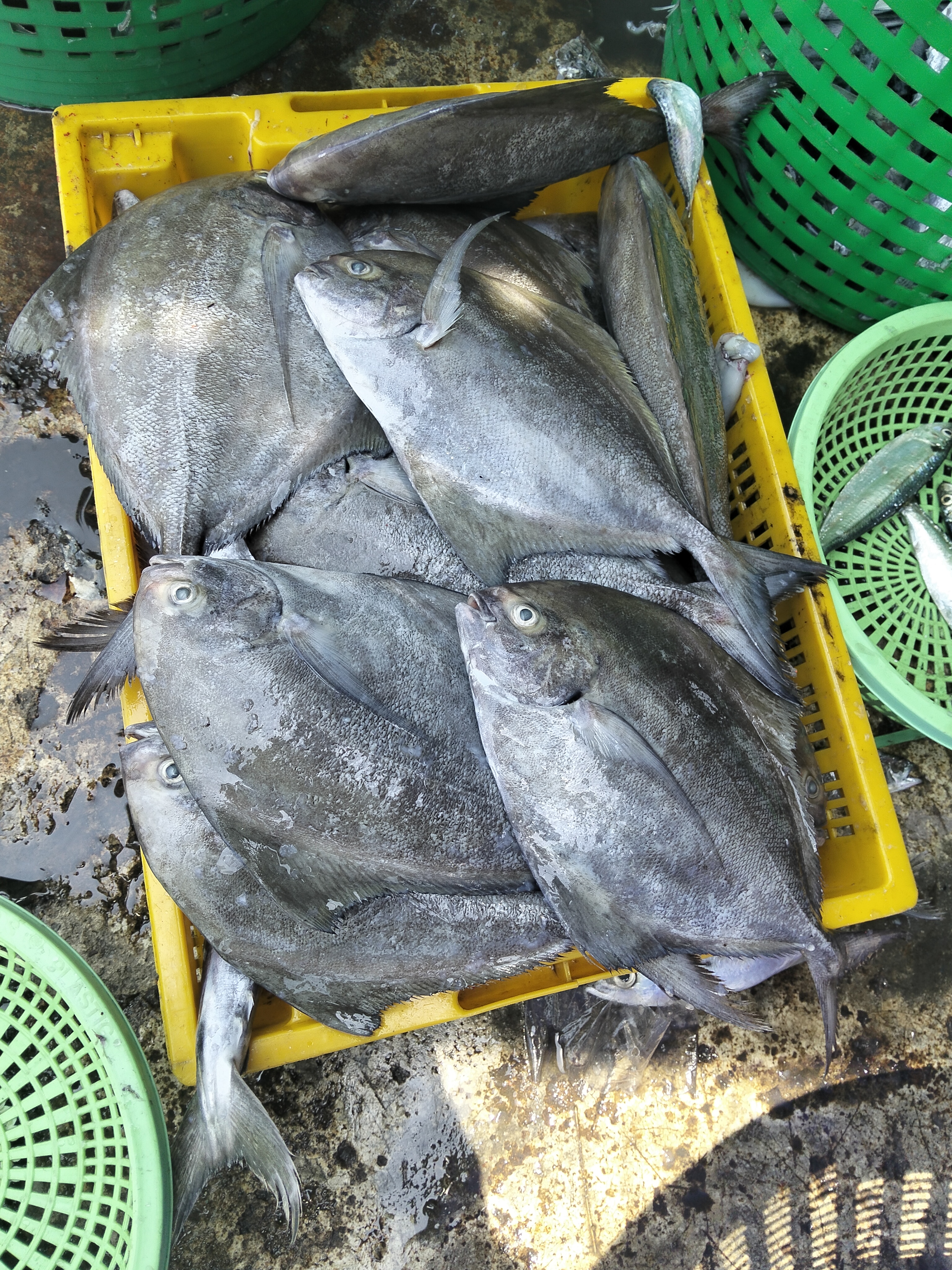 プランブリーで仕入れた11kgのクロアジモドキ