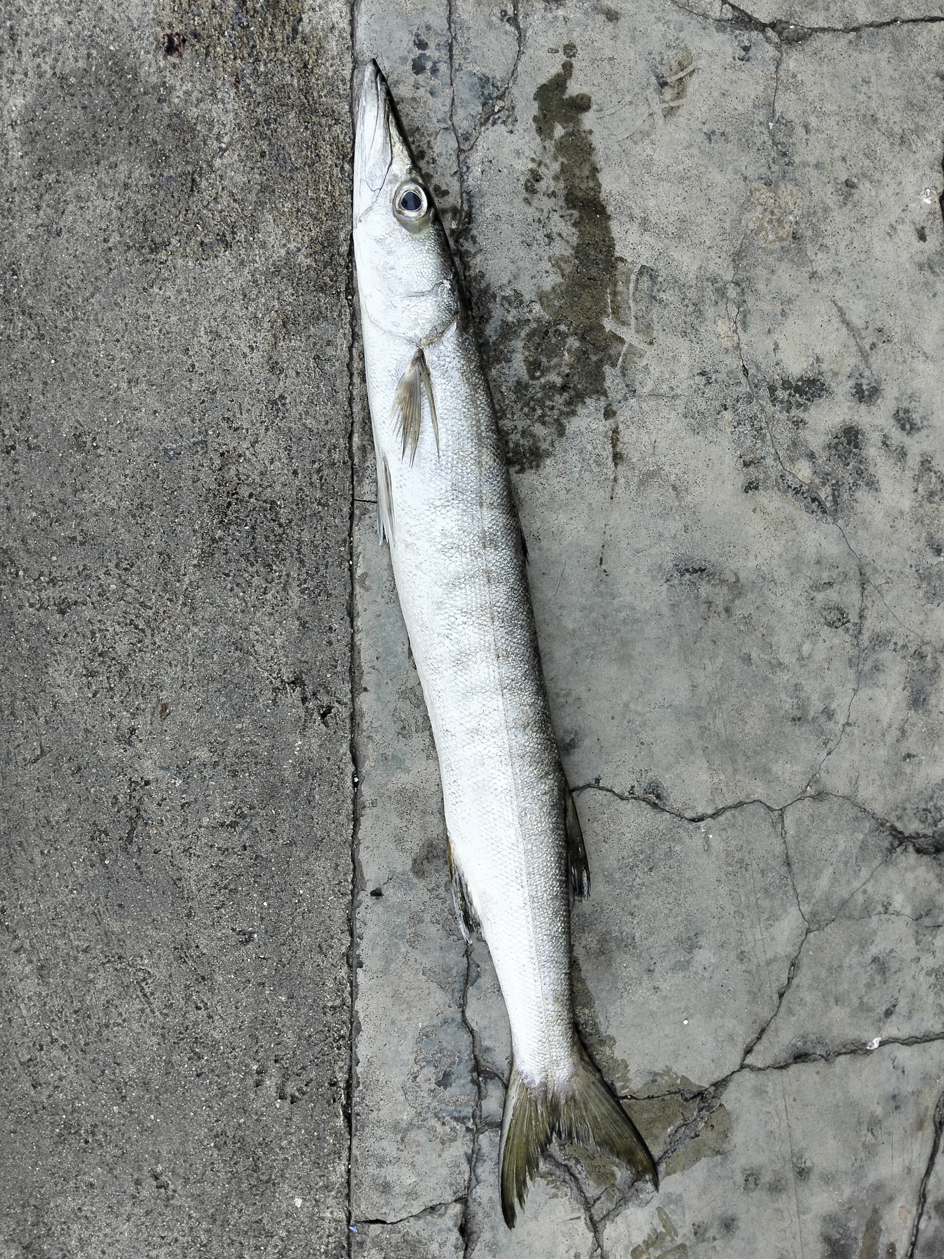 プランブリー沖のオオカマス 2.2kg、迅速な加工記録