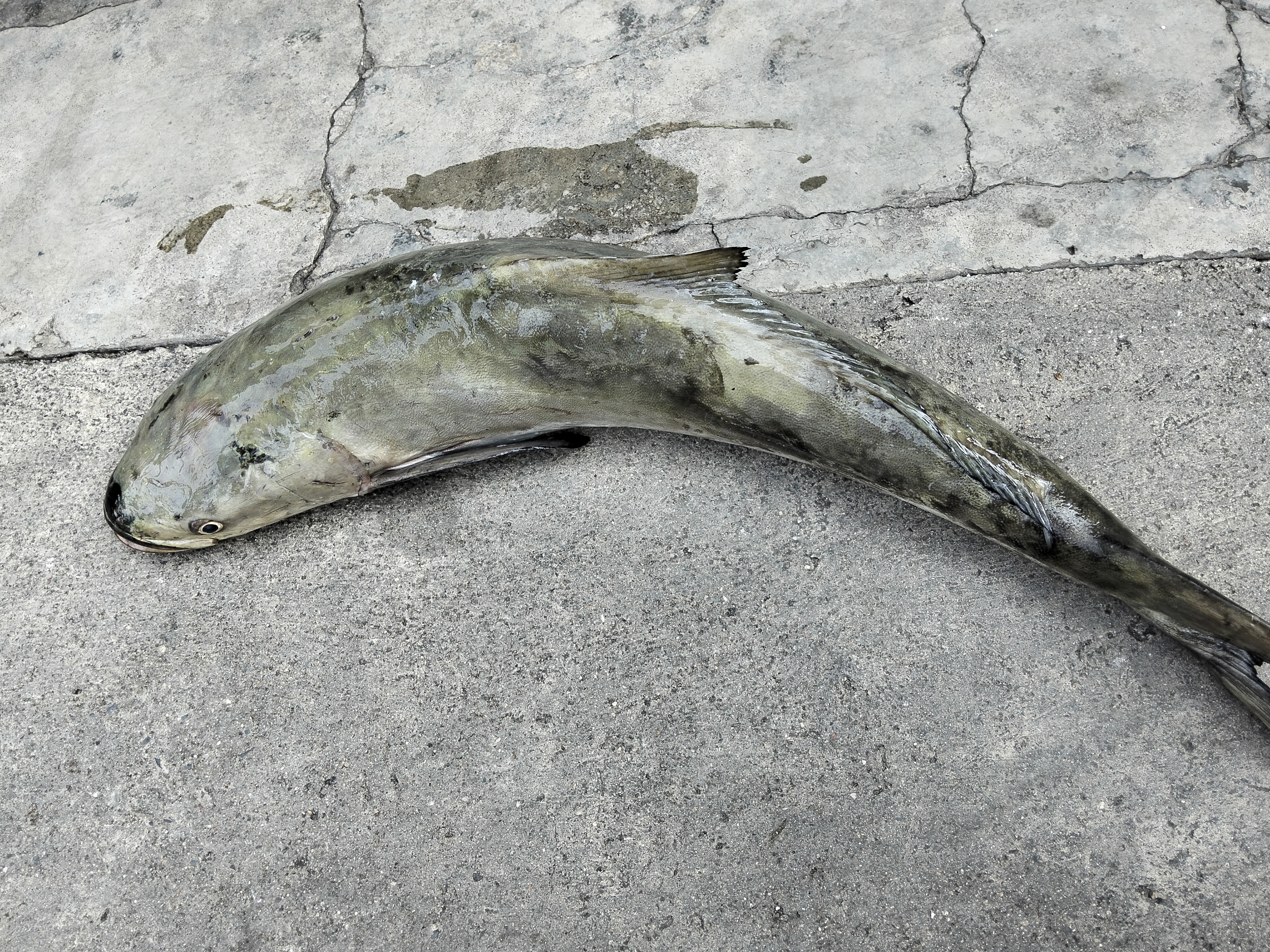 プランブリー沖 11kgクロカンパチの仕入れ記録