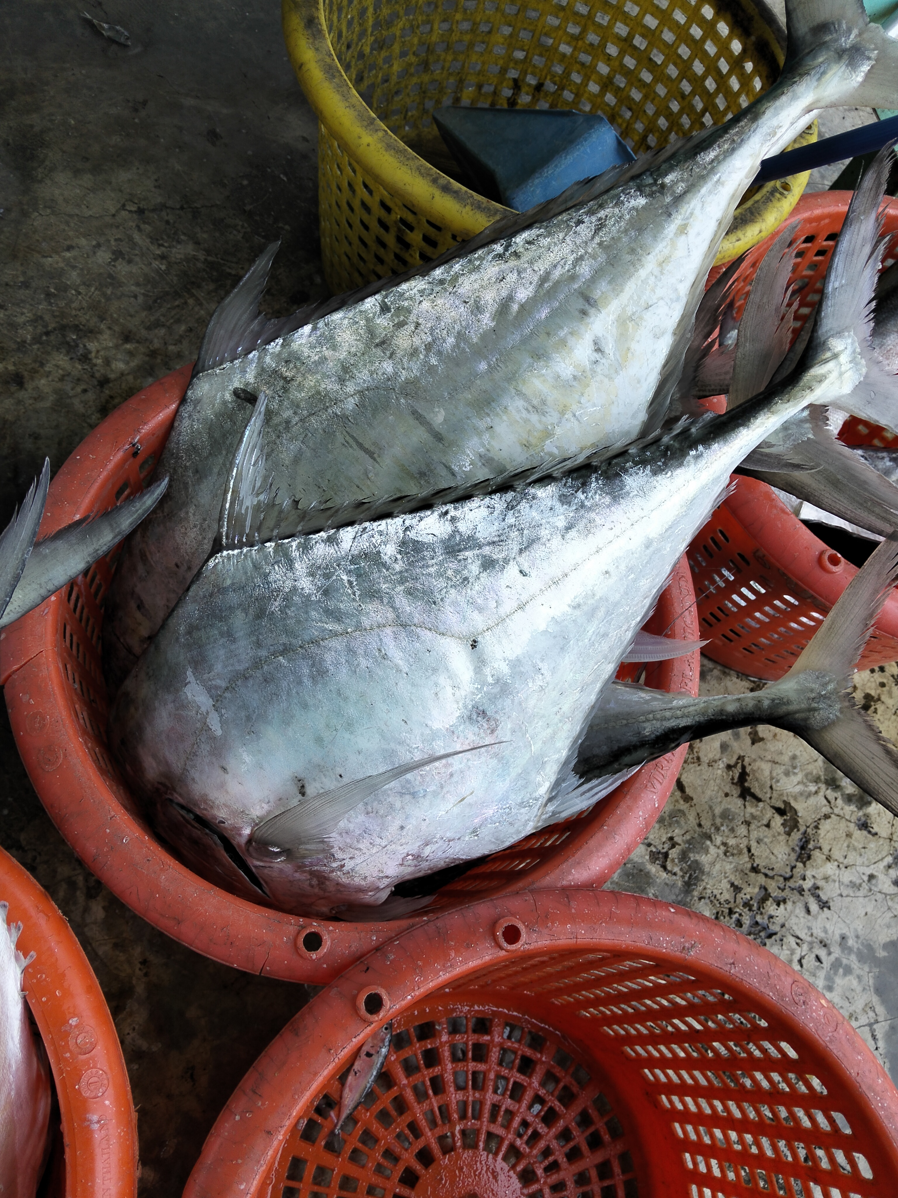 プランブリーで 35kg のウマヅラアジを仕入れました