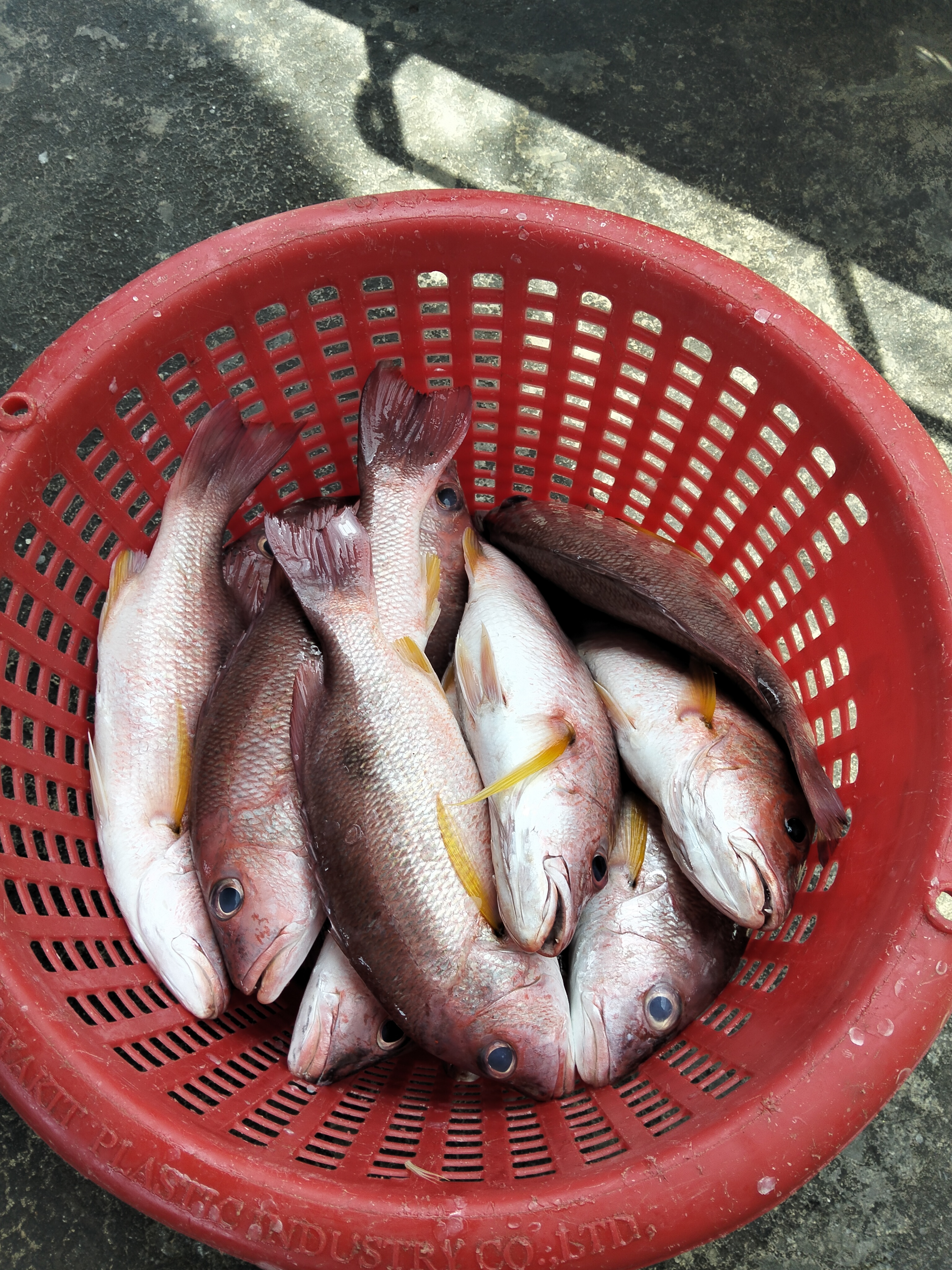 プランブリーで仕入れた15kgのクロホシフエダイ