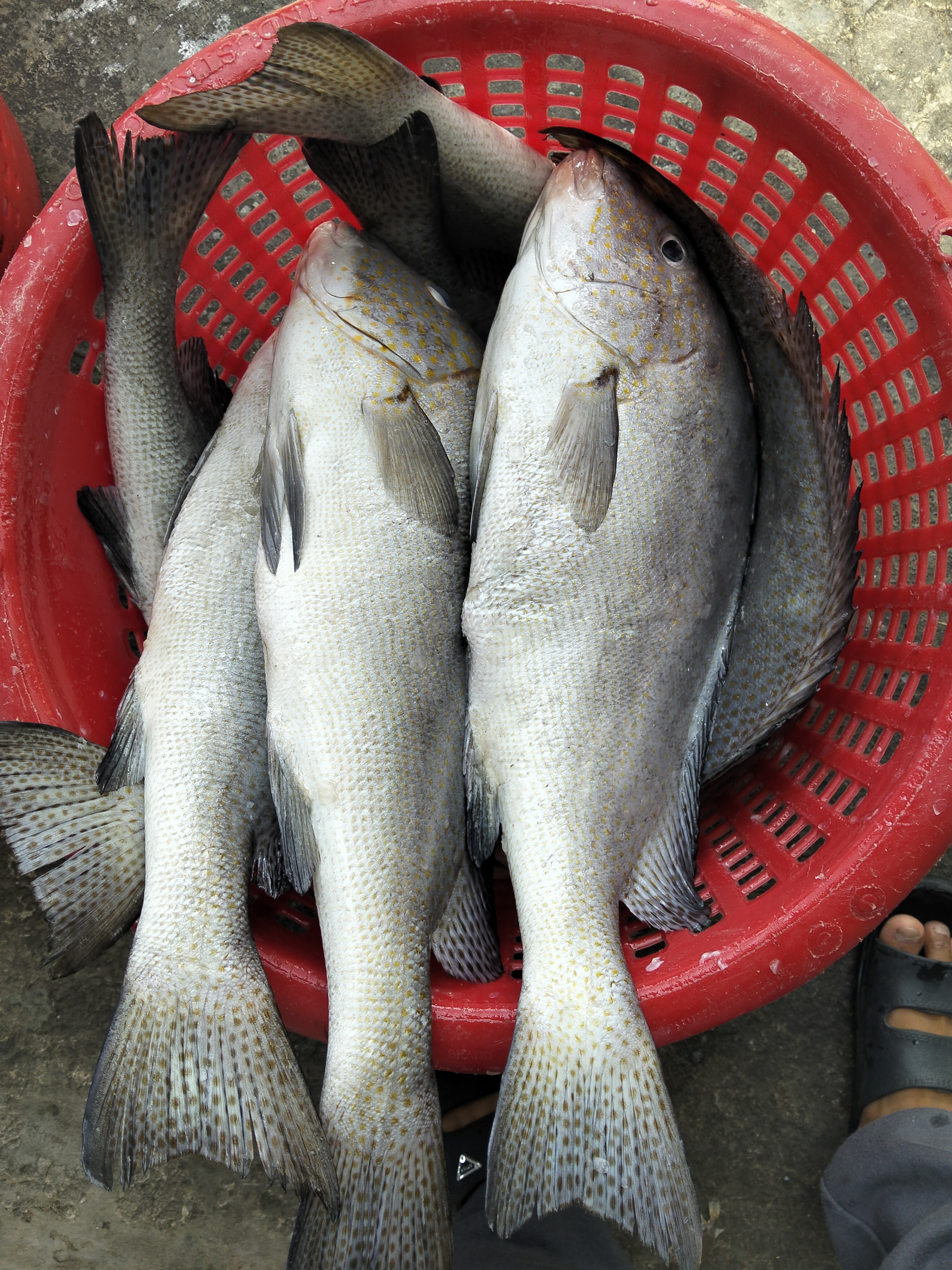 プランブリーで仕入れた20.5kgのコロダイ