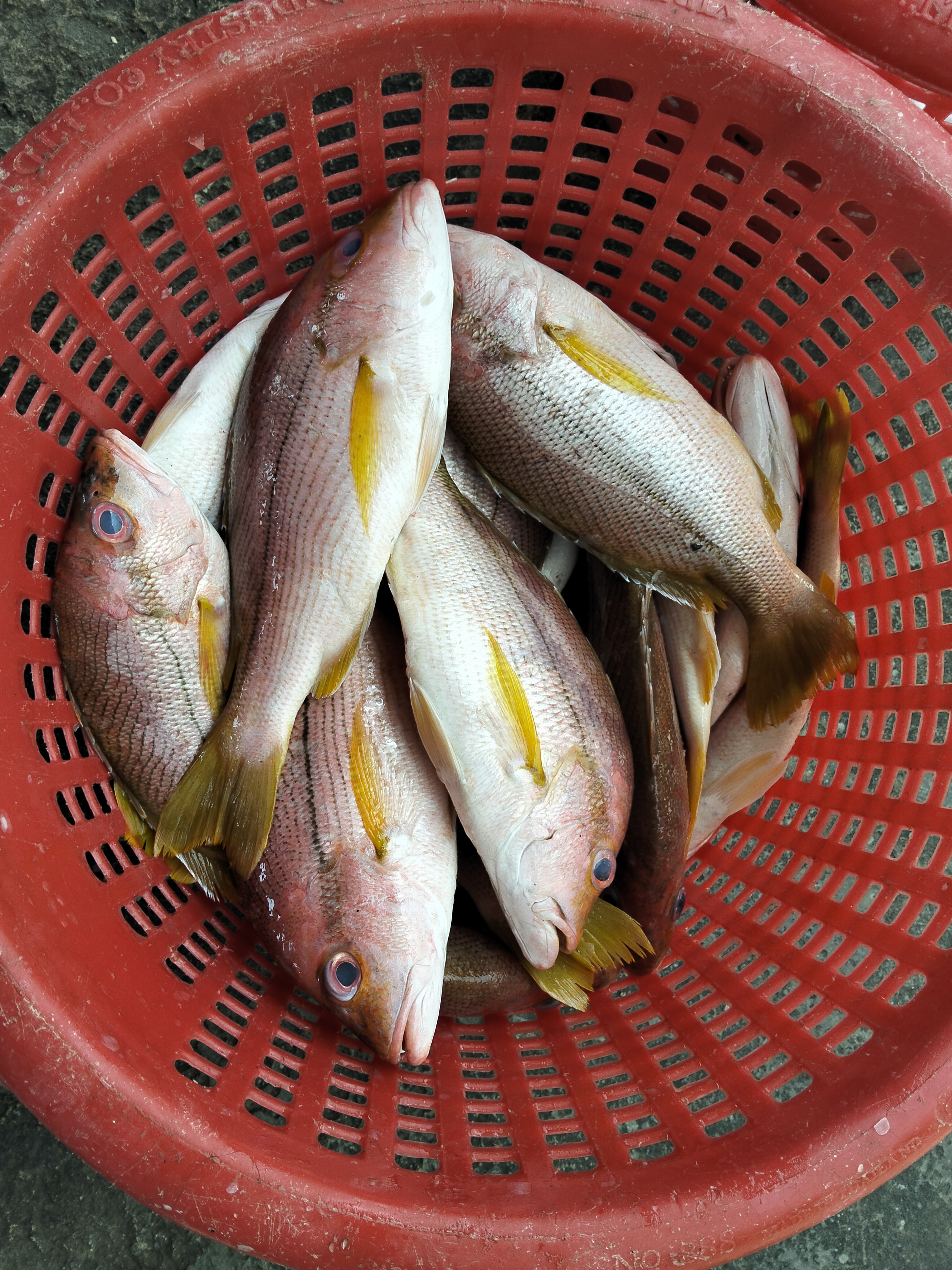 プランブリーで仕入れた15kgのタテフエダイ