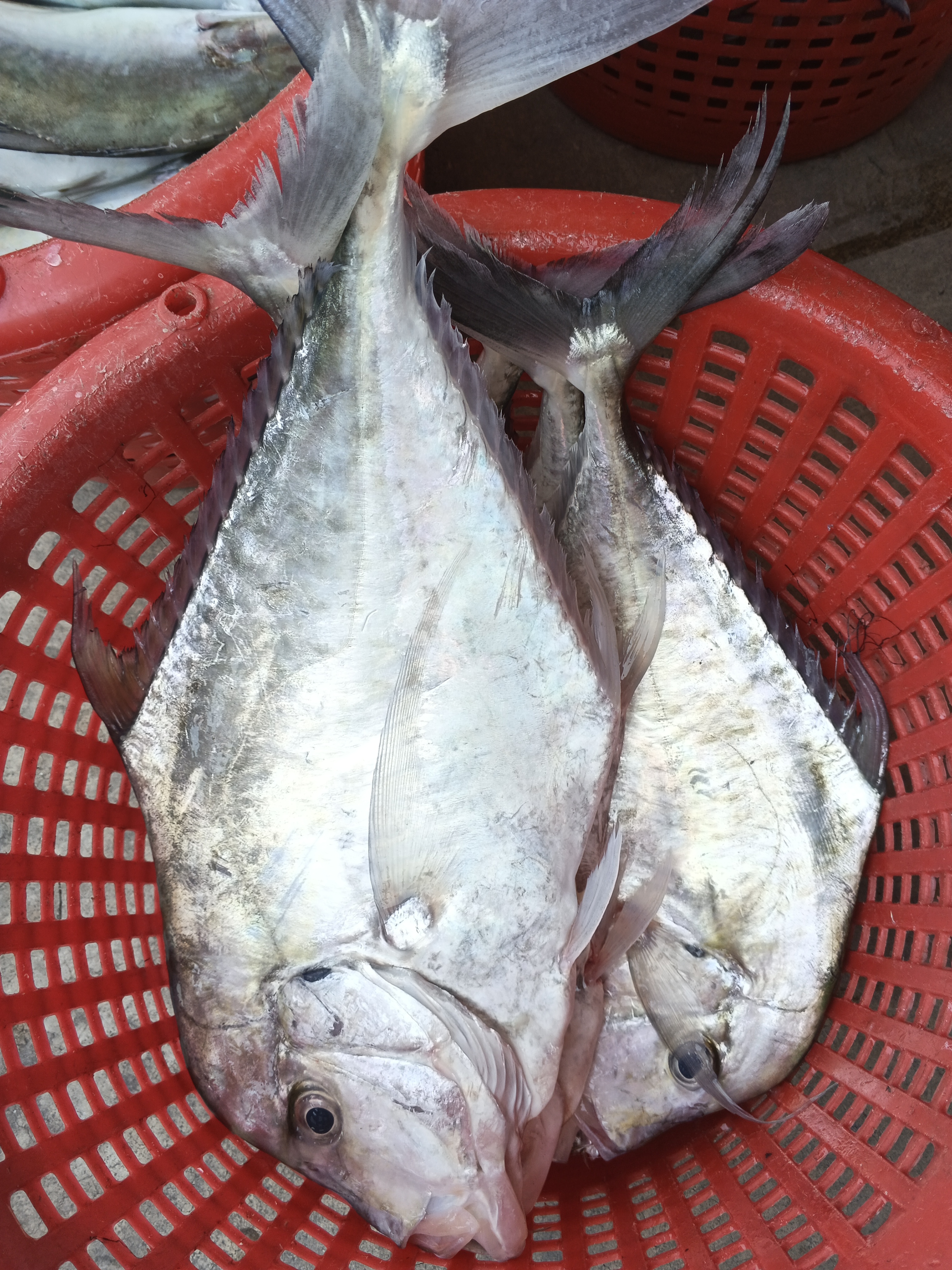 プランブリーで仕入れた5種の魚