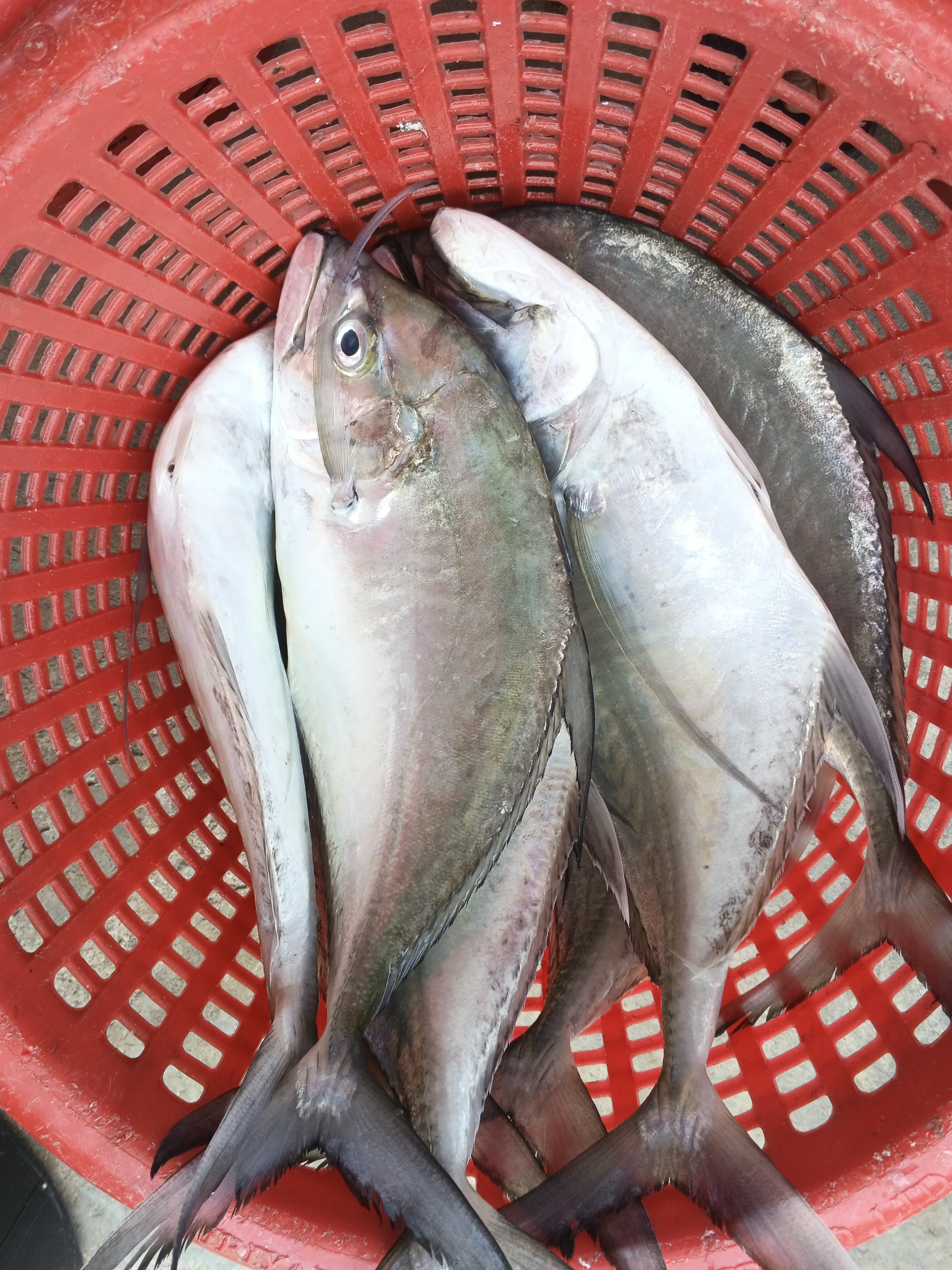 Catch photo 2
