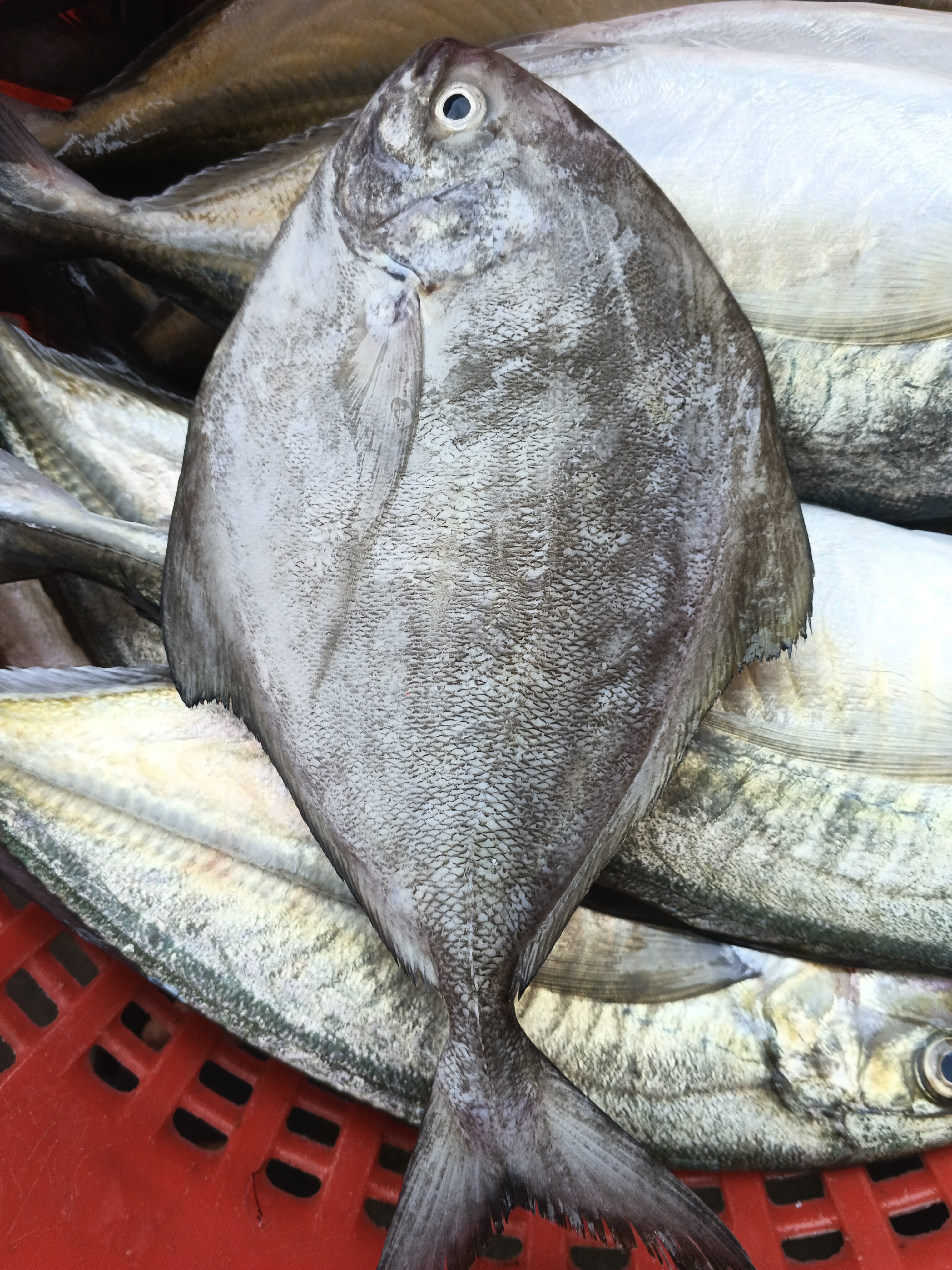 Catch photo 5