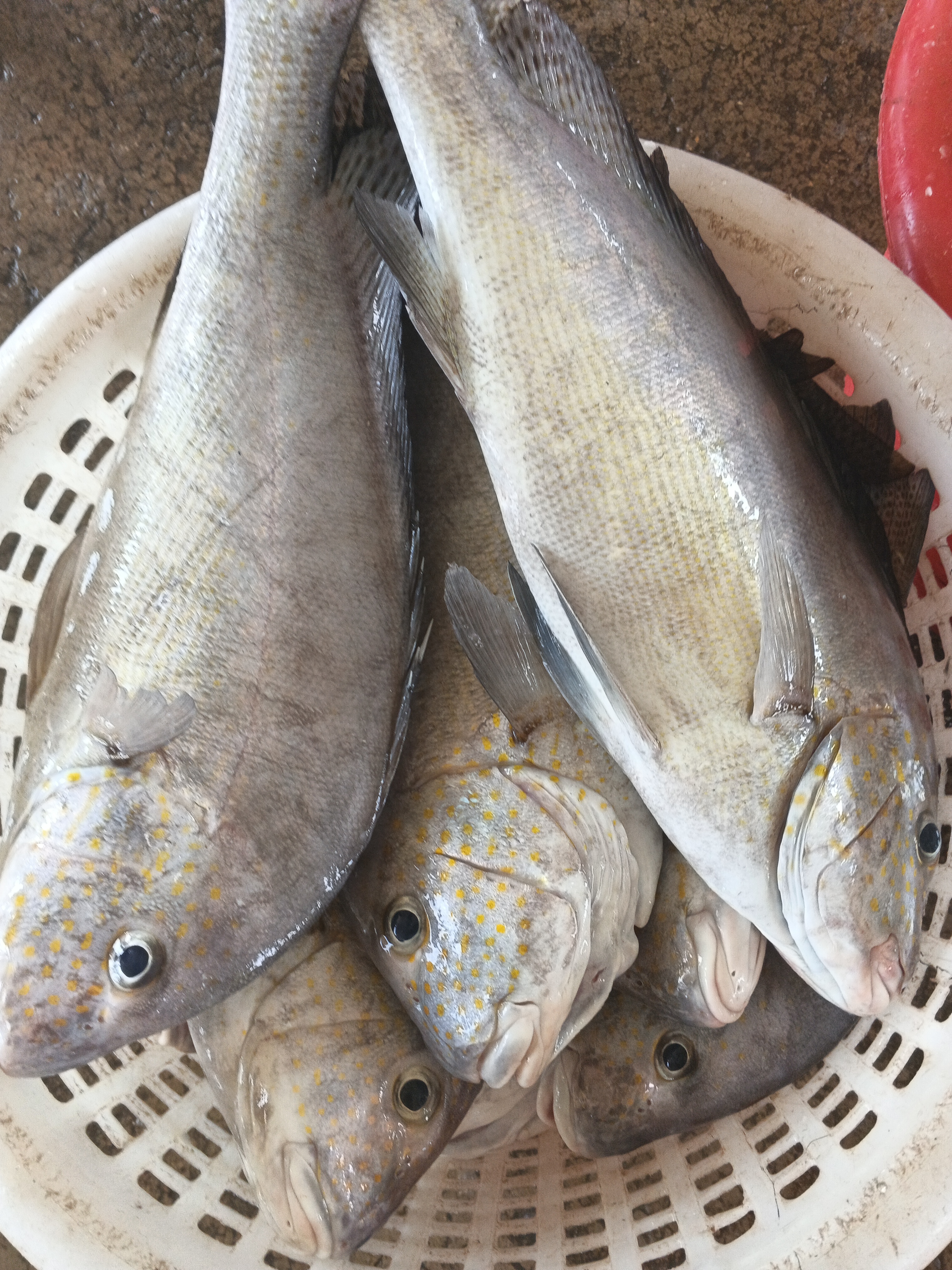 プランブリーで仕入れた4種の魚たち 💪