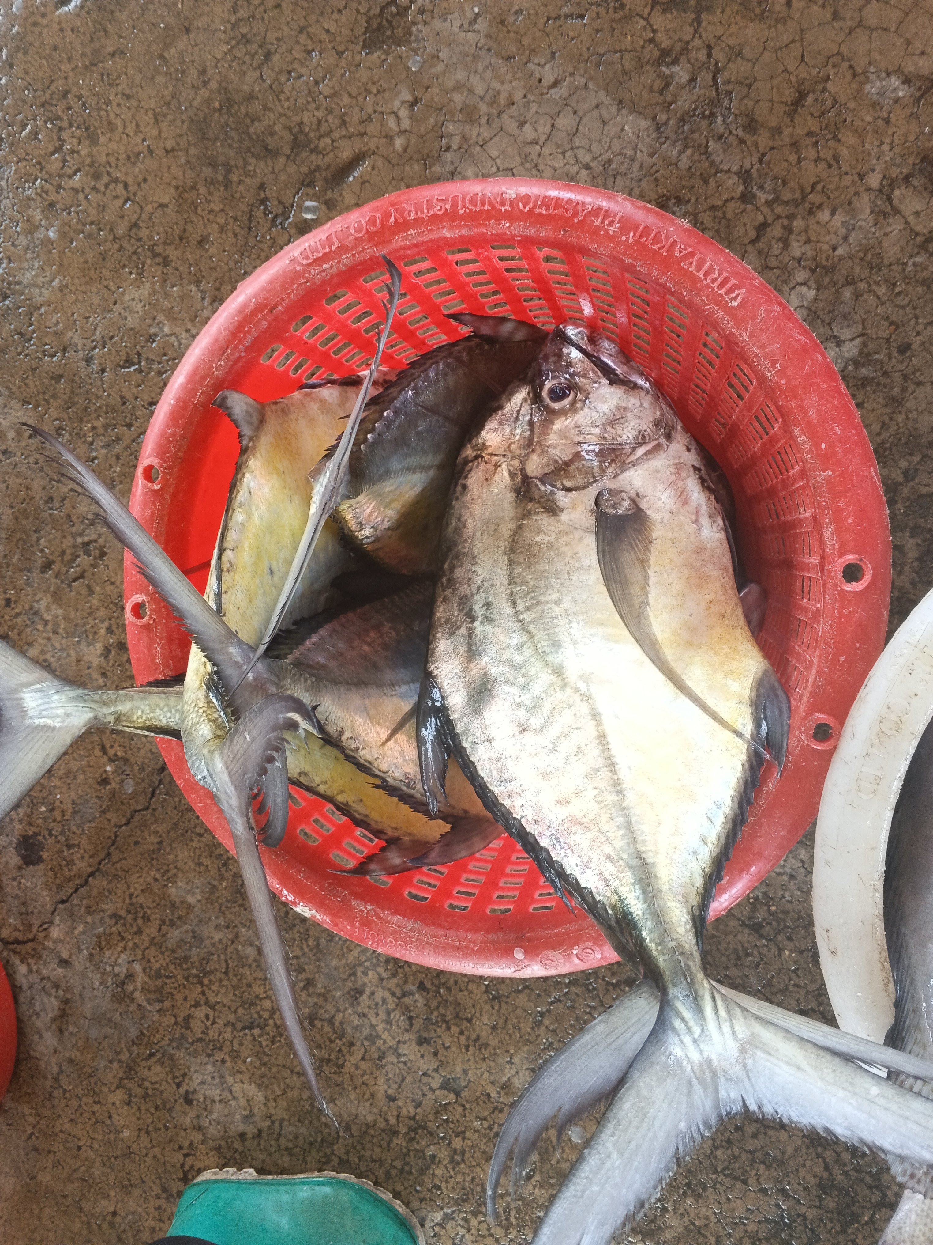 Catch photo 3