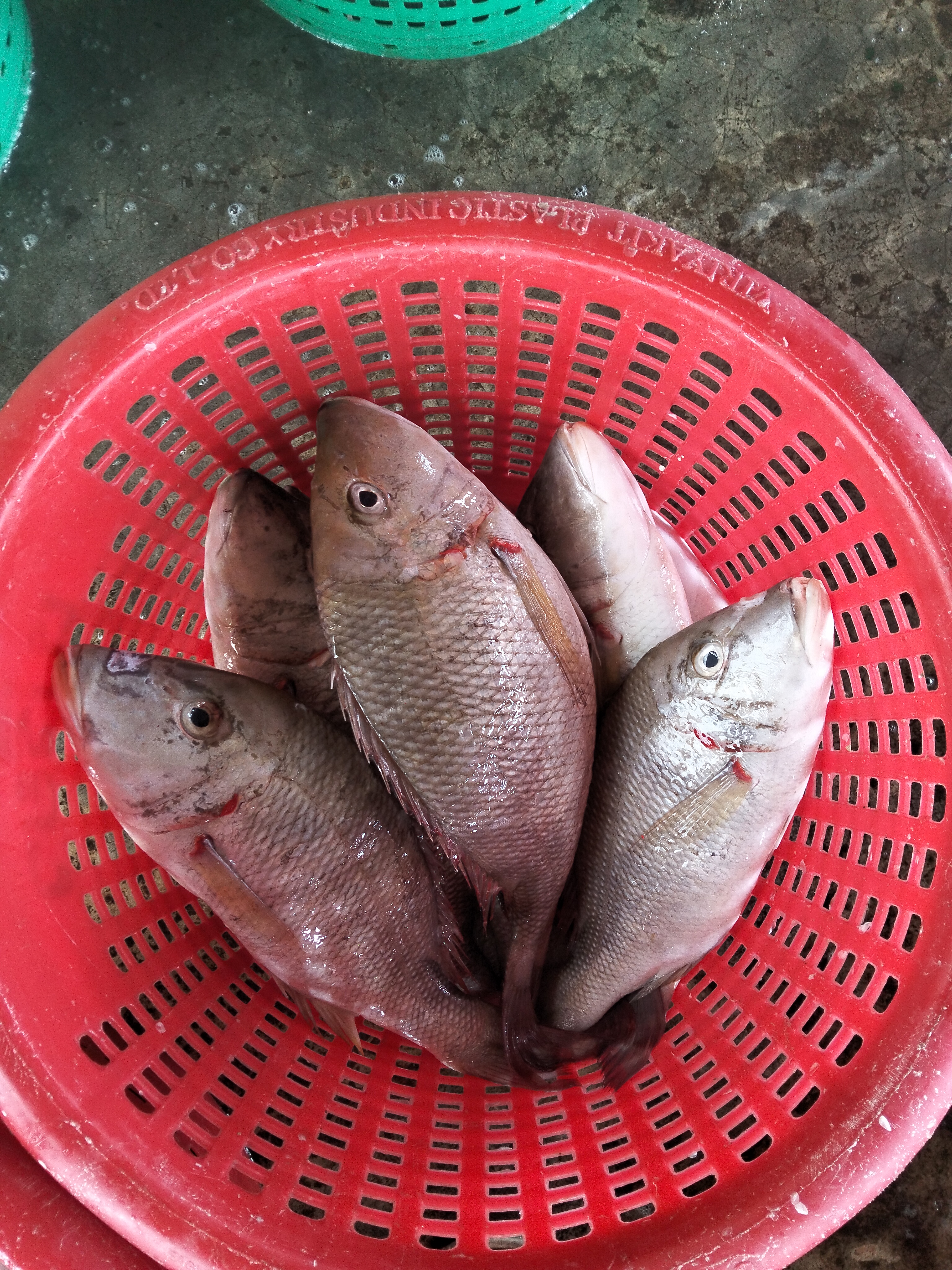 プランブリー沖で仕入れた4種の天然魚