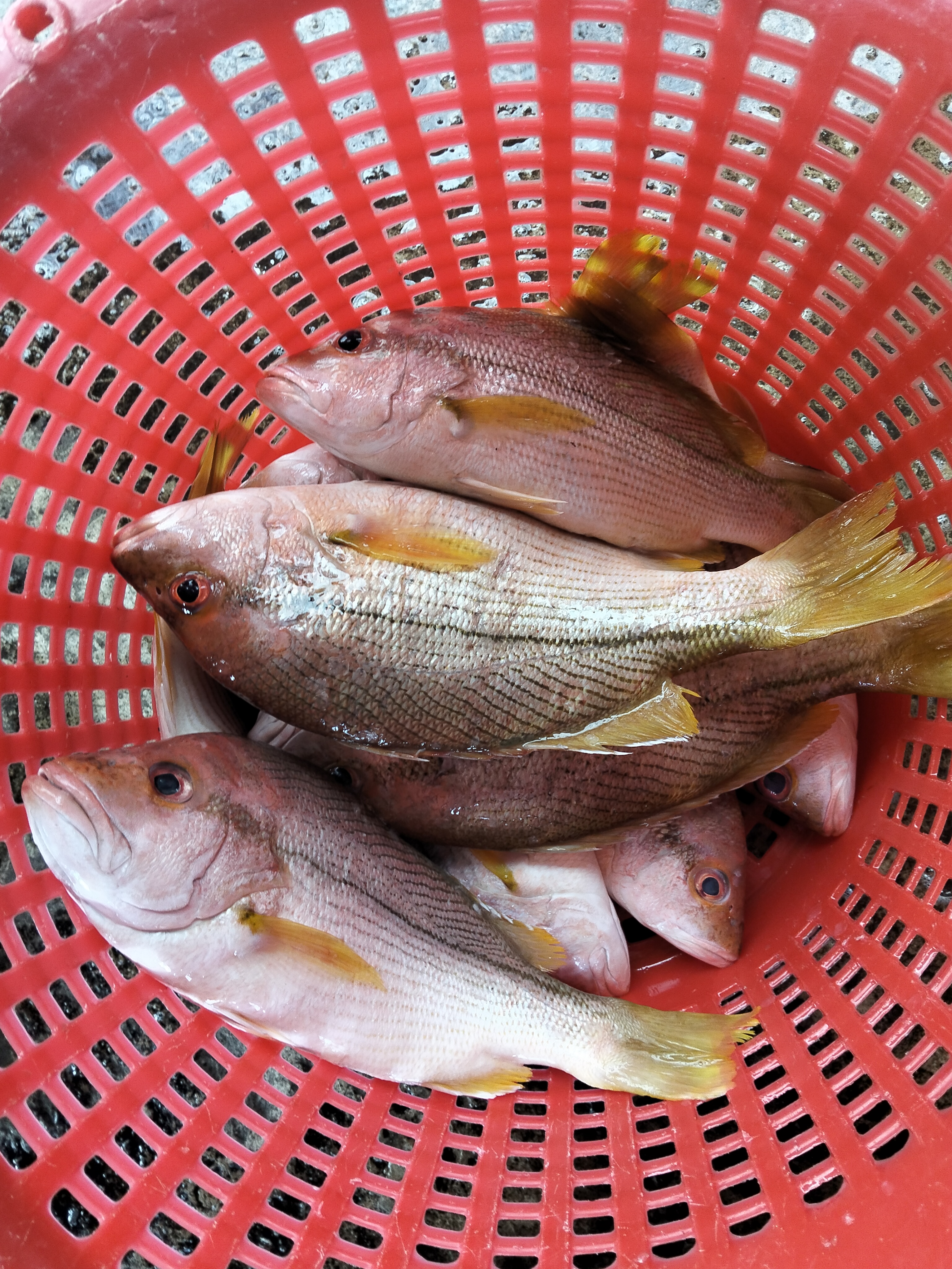 Catch photo 4