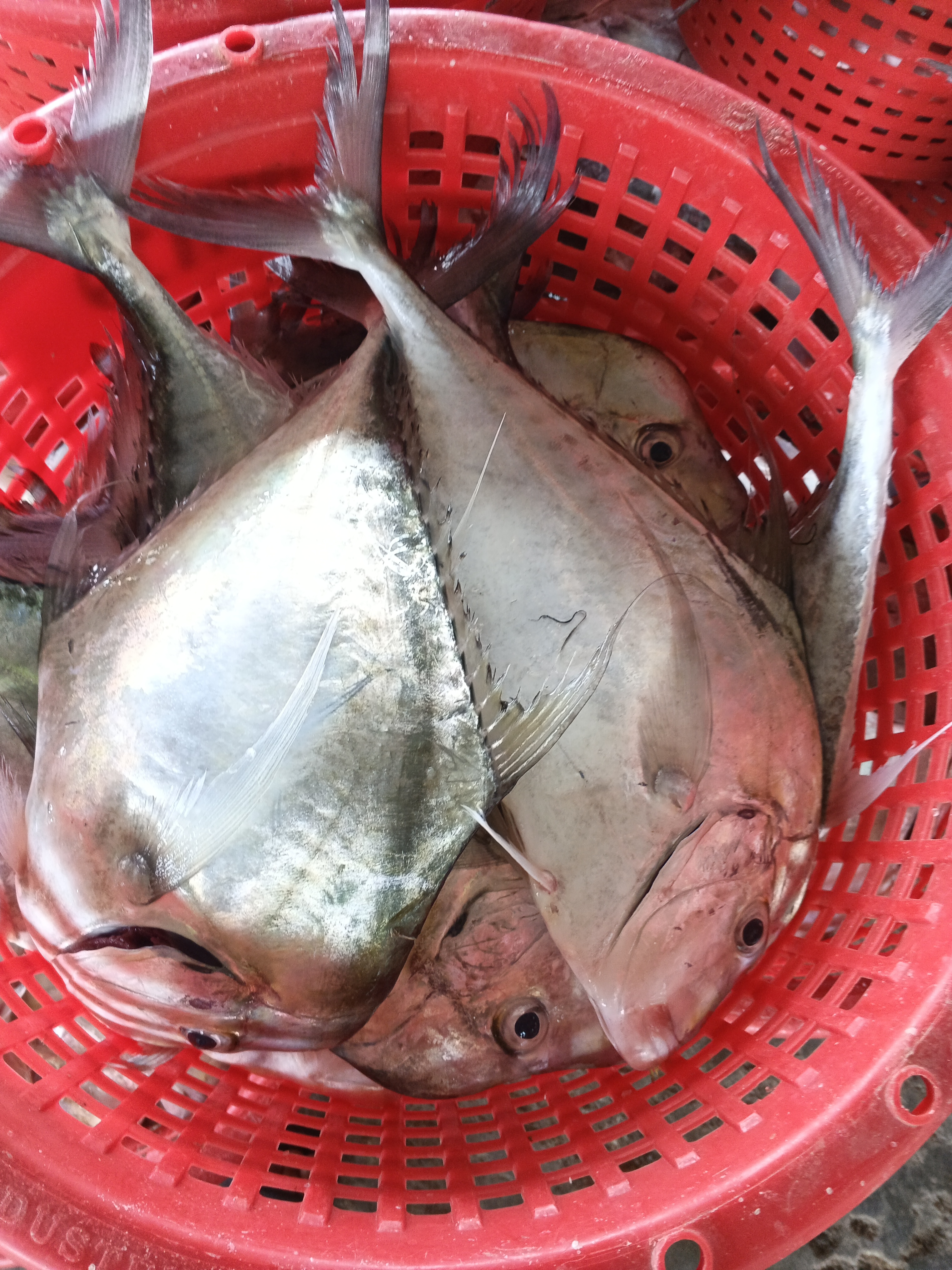 プランブリー沖で仕入れた3種の魚