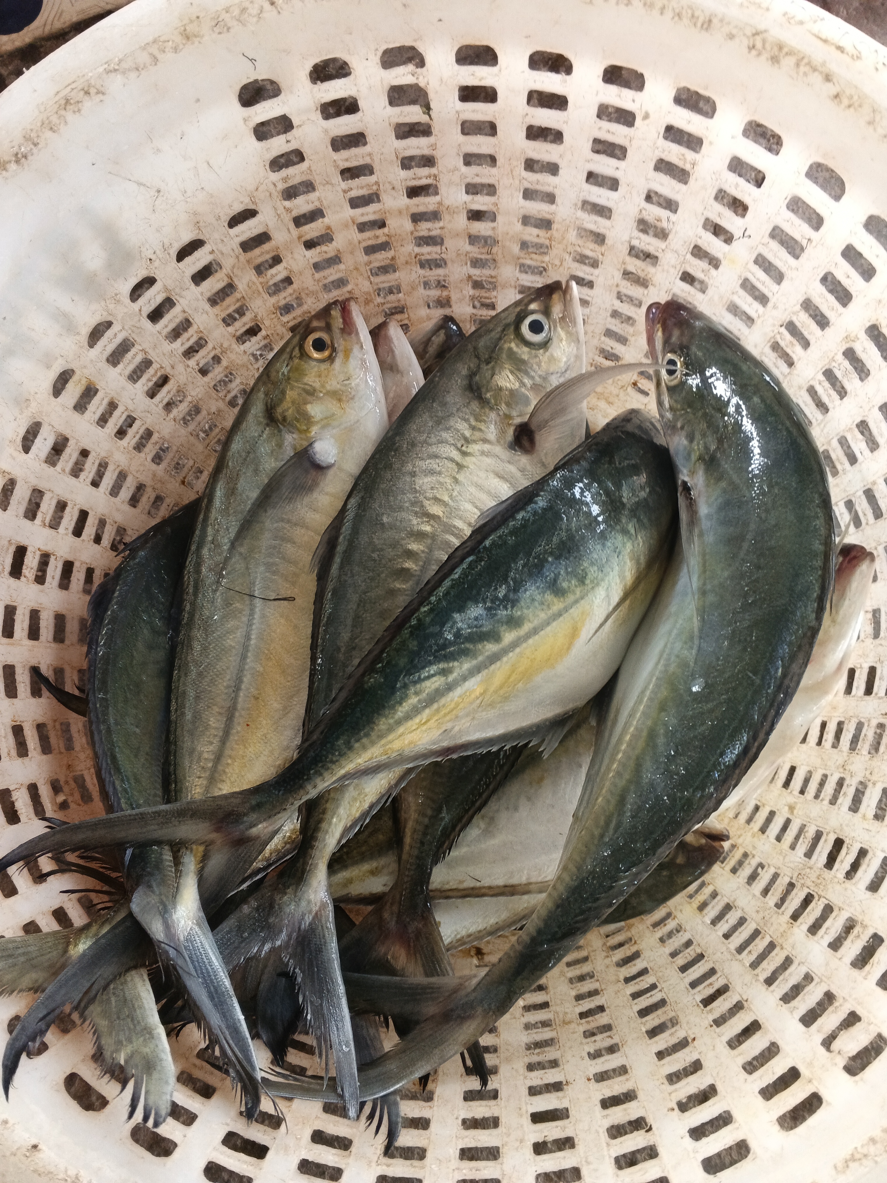 Catch photo 3