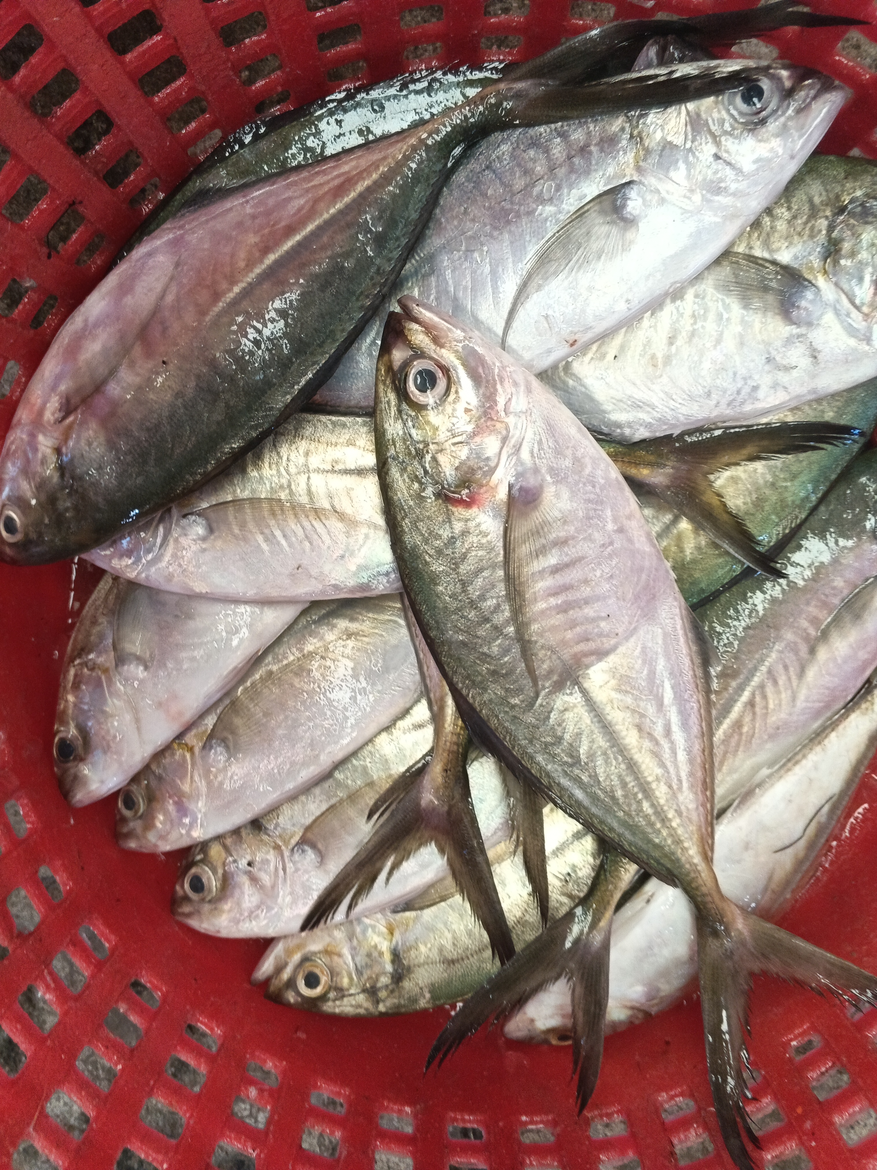 プランブリー沖で仕入れた3種の魚 💪