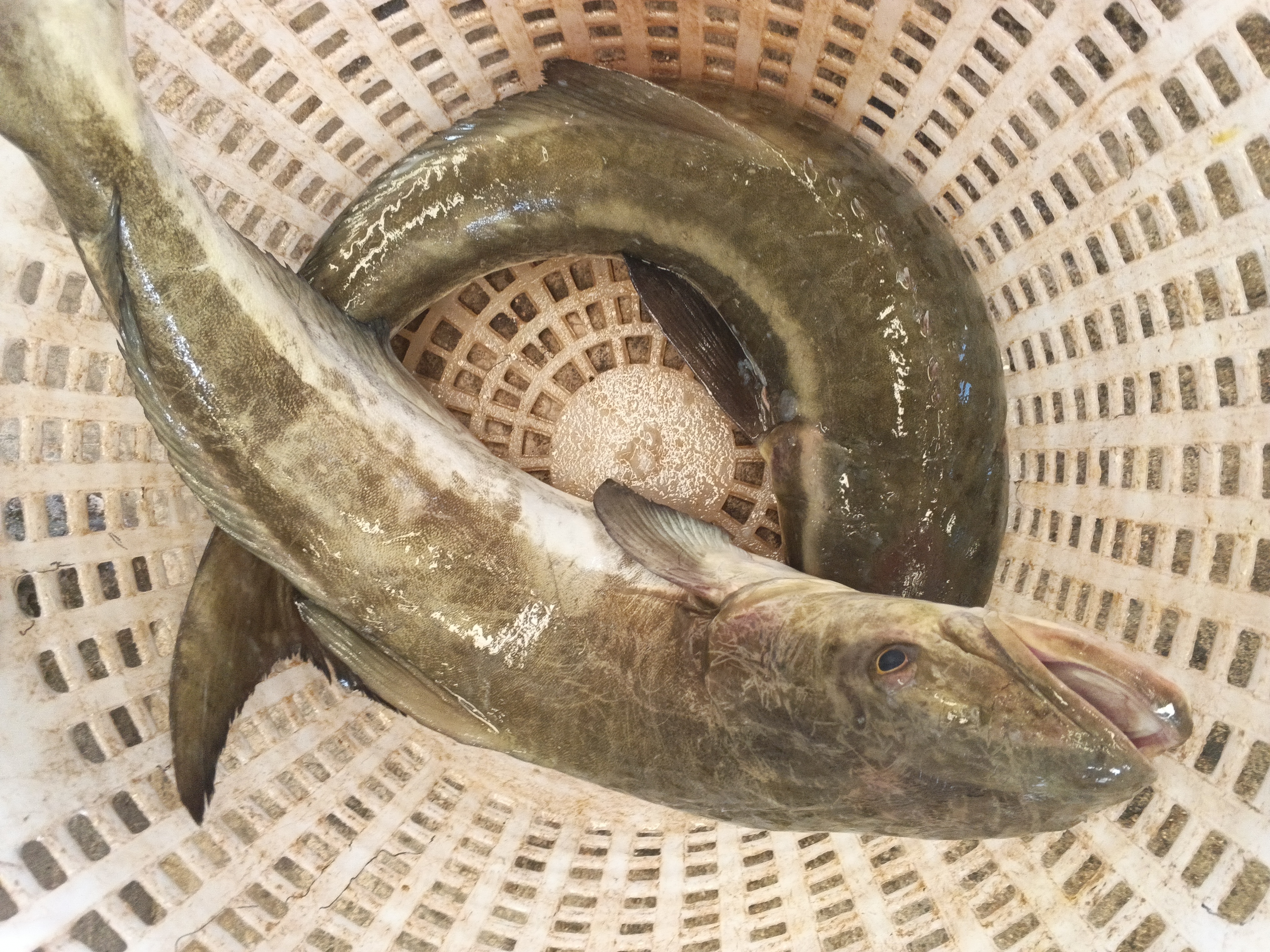 プランブリー沖で仕入れた3種の魚 💪