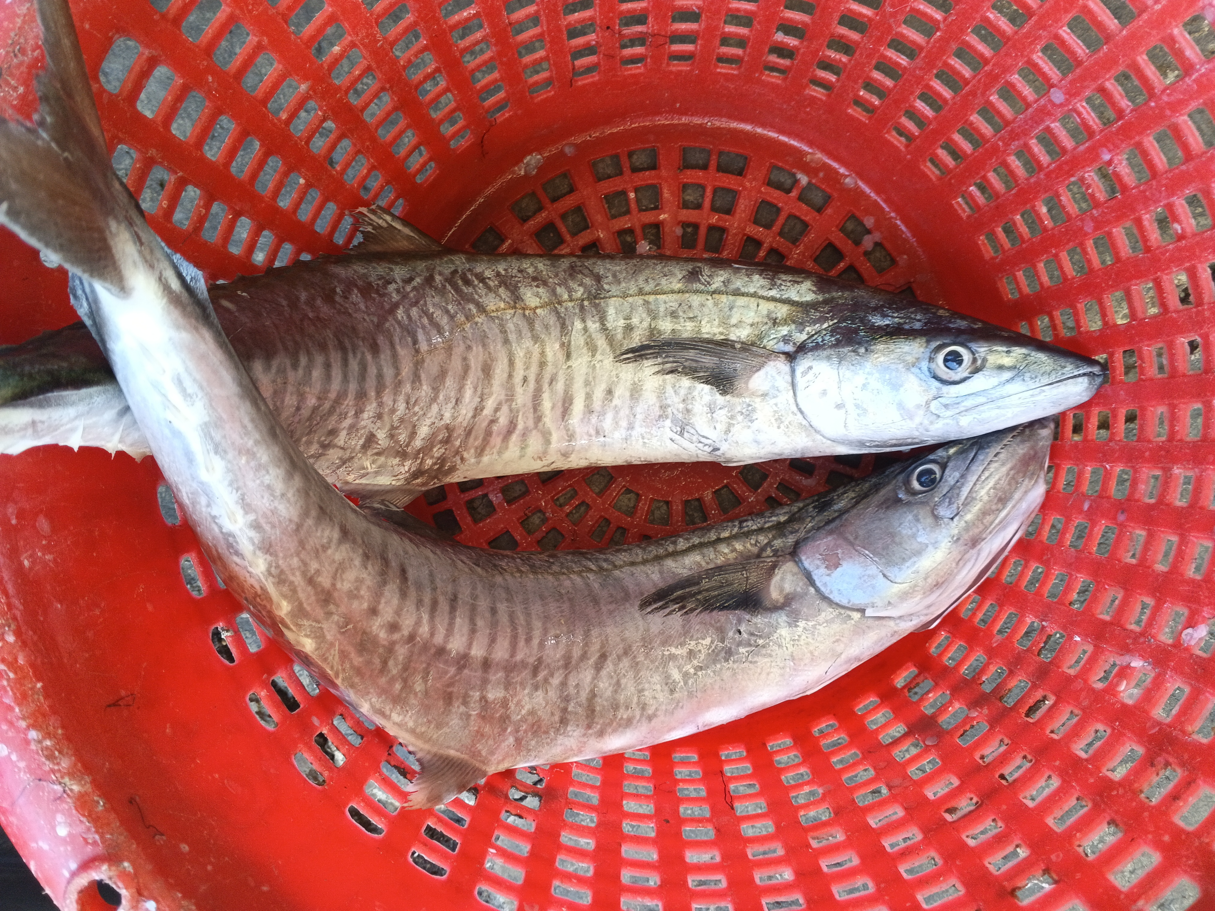 Catch photo 3
