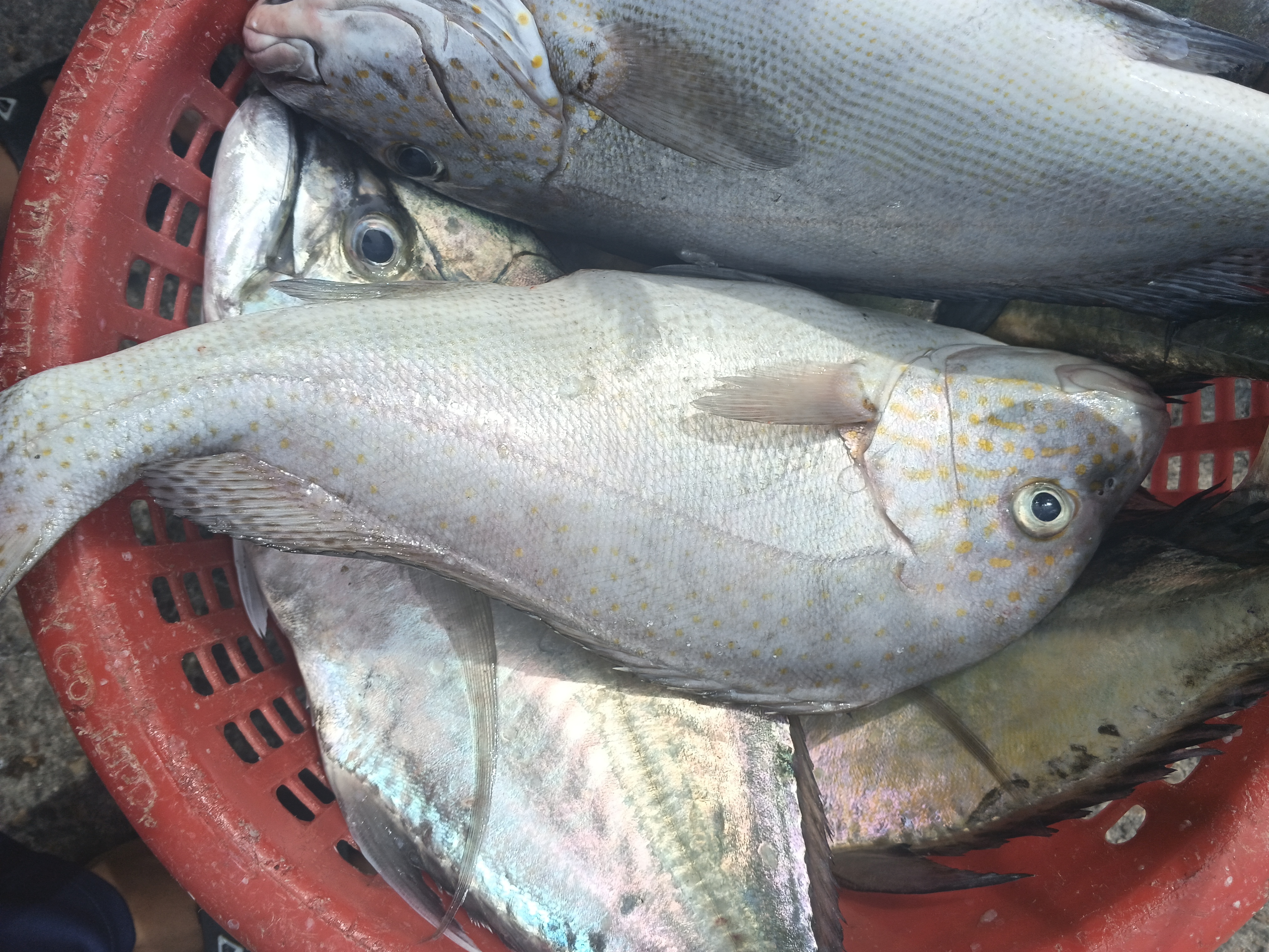 プランブリー沖で獲れたコロダイとヨロイアジ