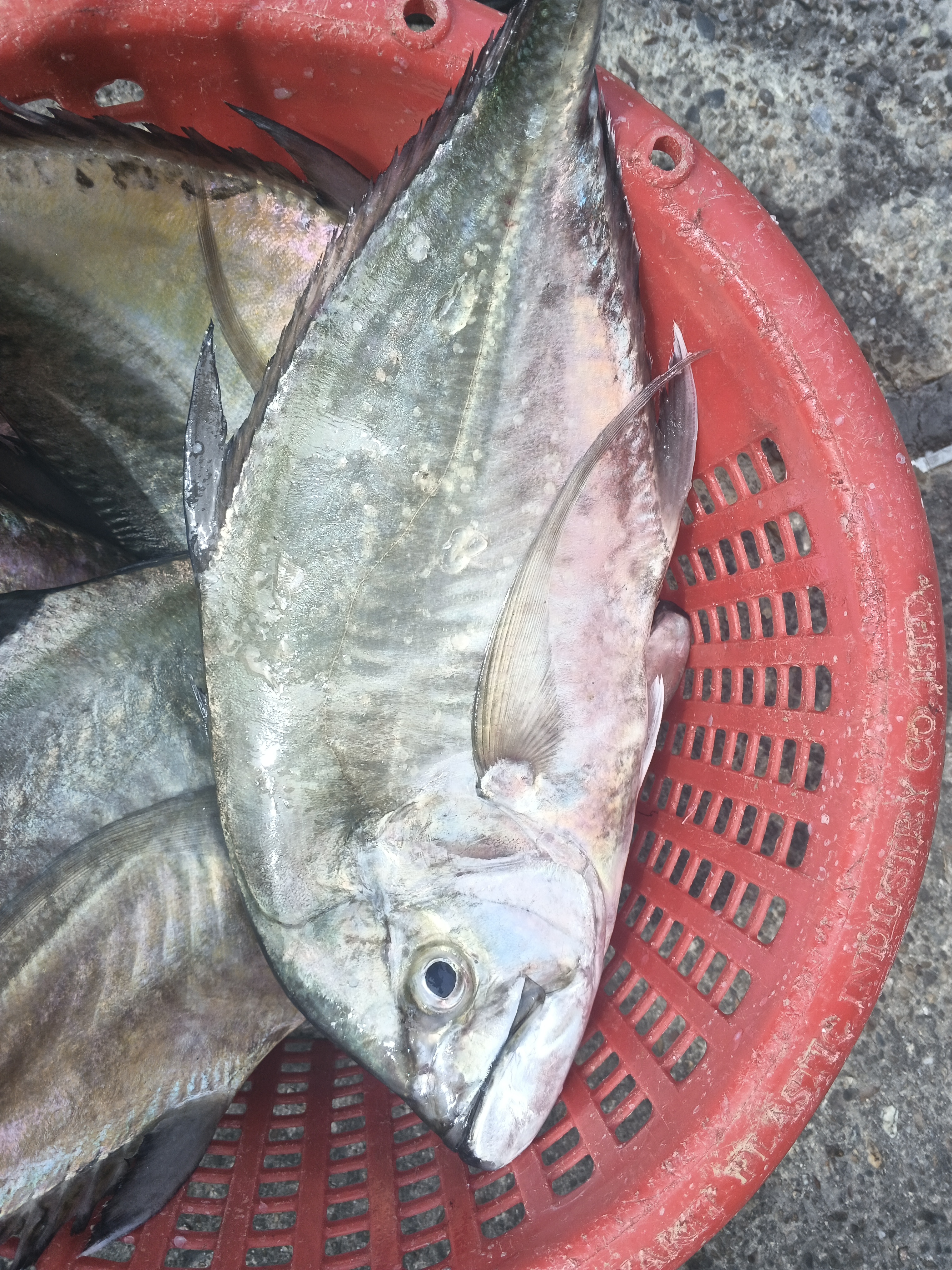 Catch photo 2