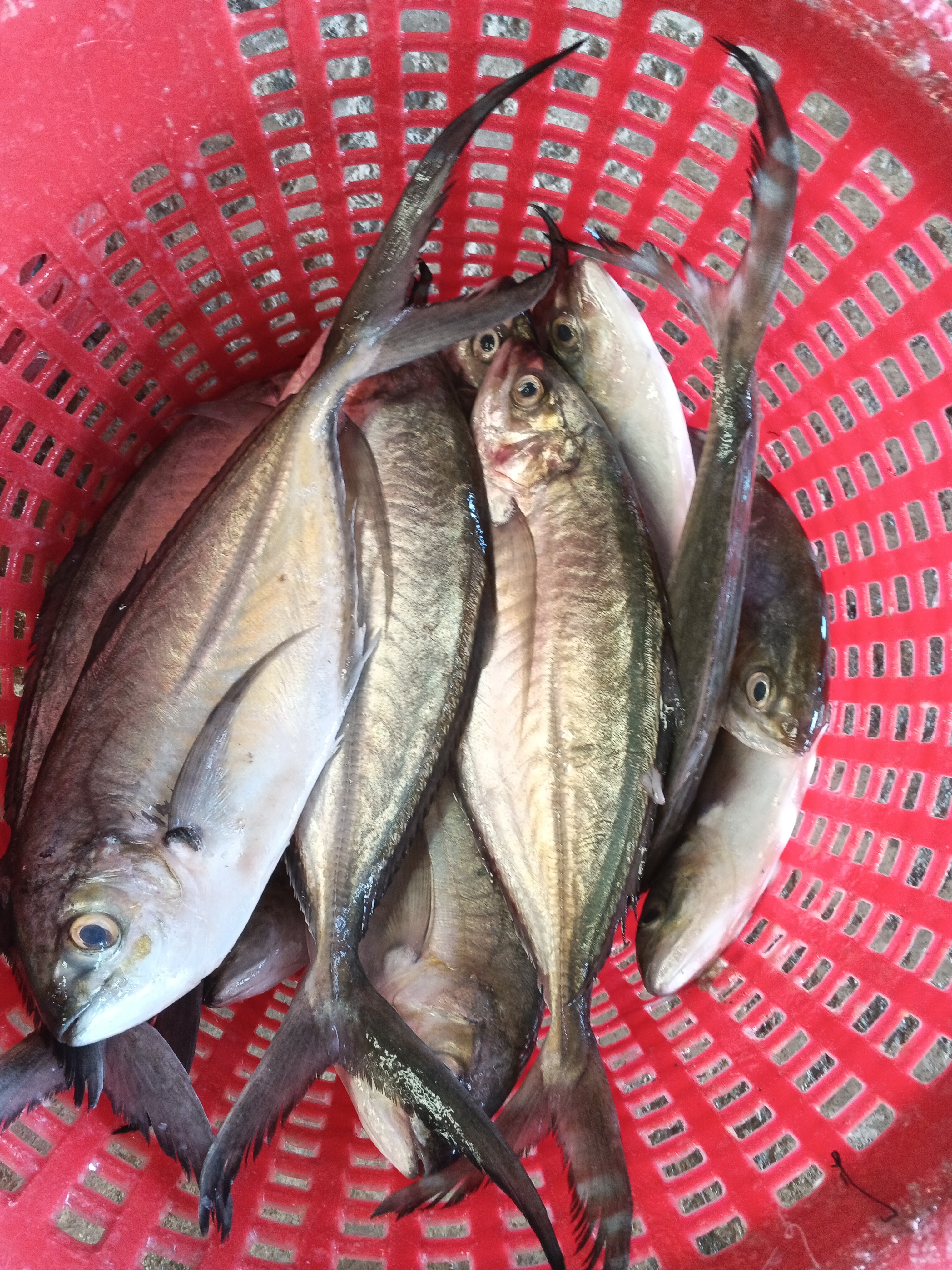 プランブリー沖で仕入れた天然魚の記録