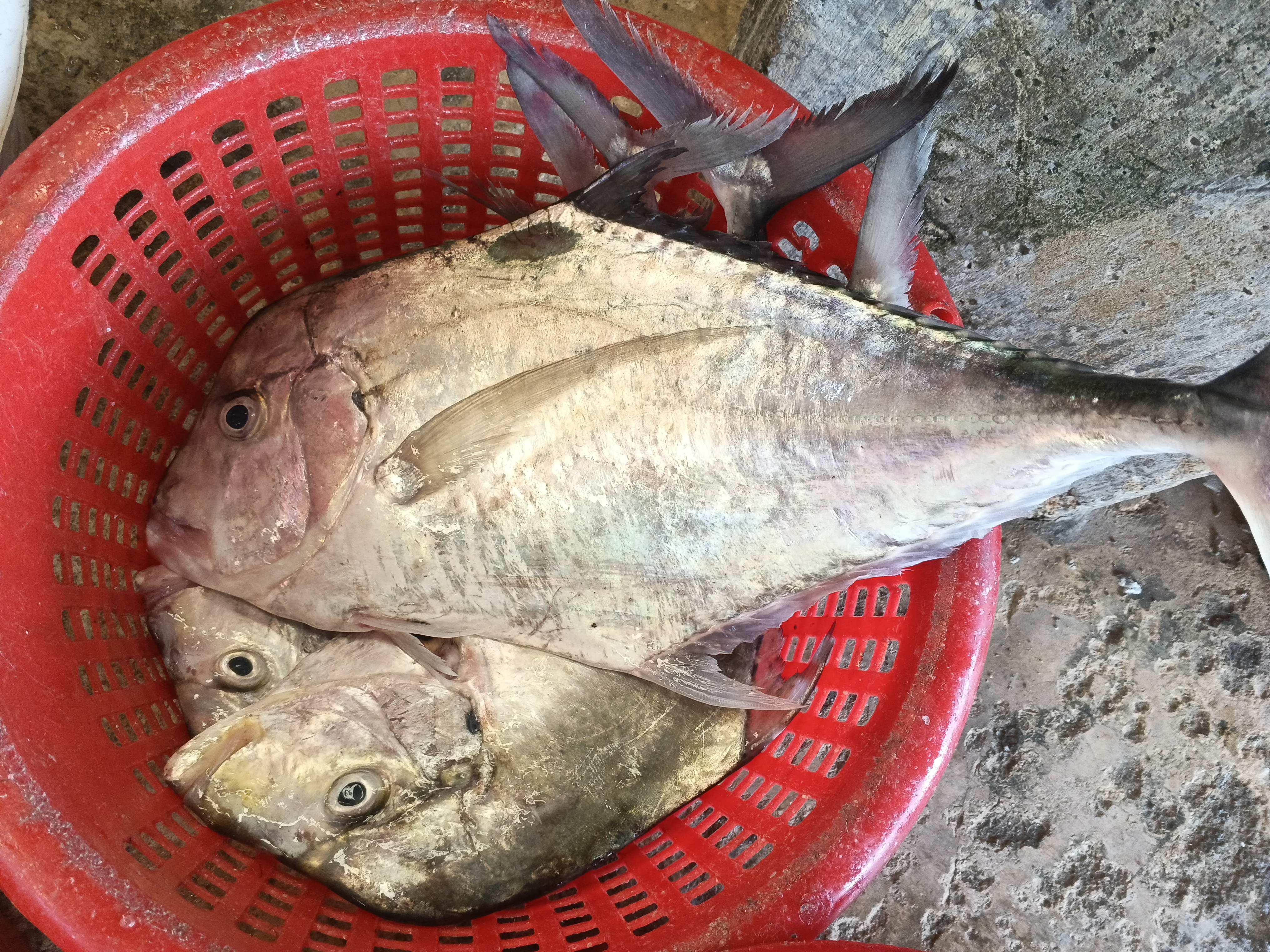 Catch photo 3