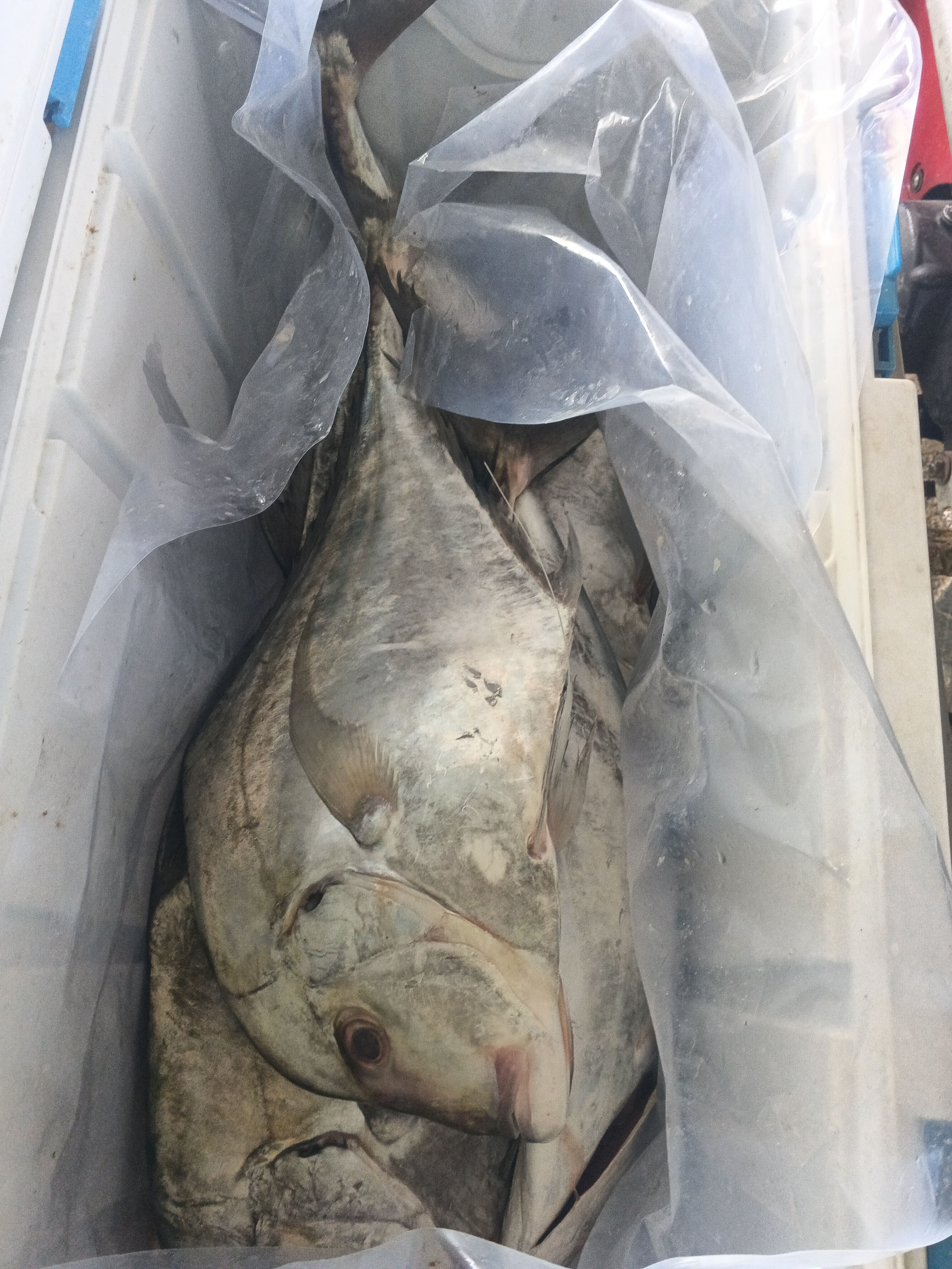 プランブリー沖で12kgのウマヅラアジを水揚げ
