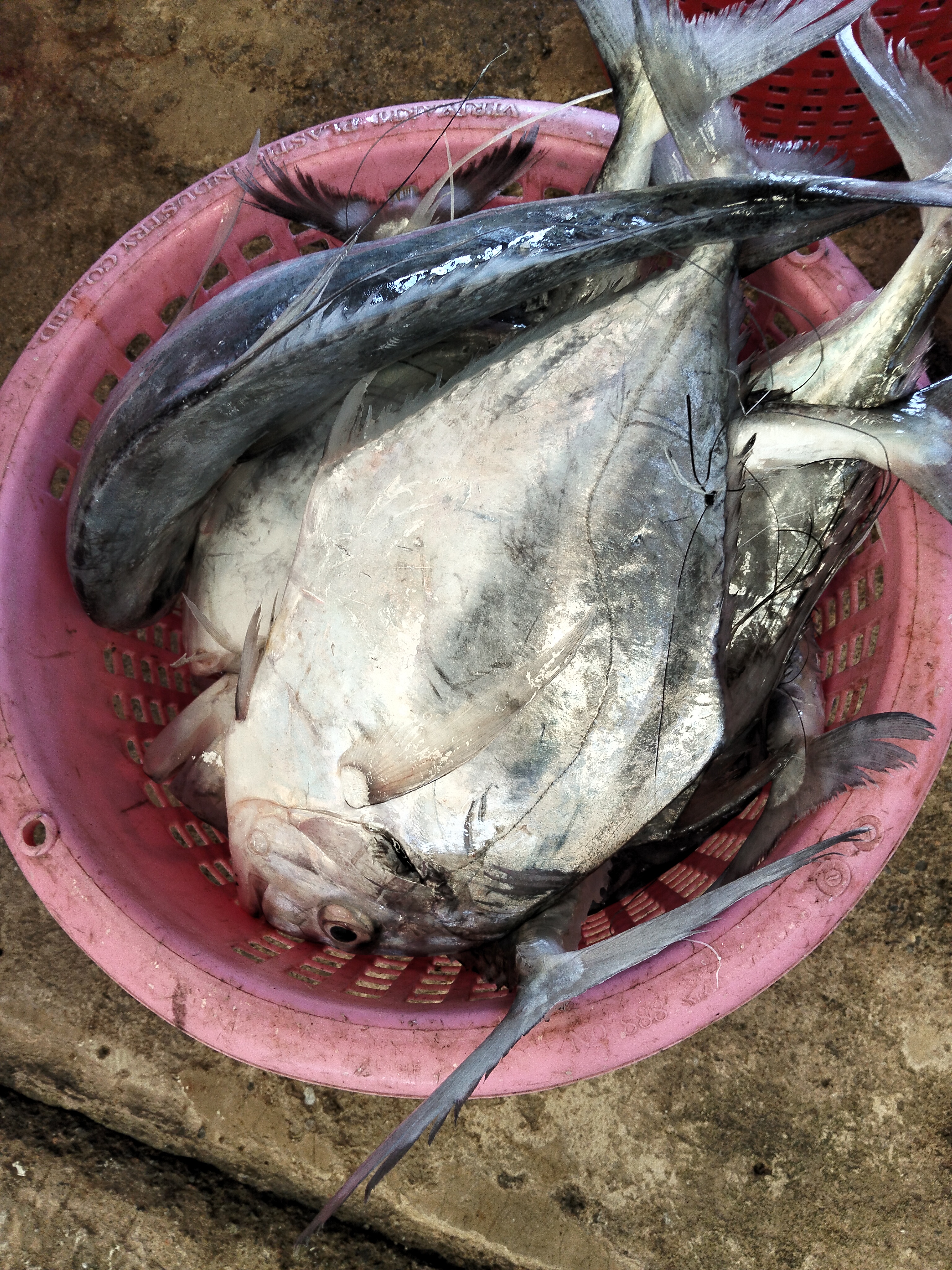 プランブリー沖で仕入れたイトヒキアジ、オオカマス、ウマヅラアジ