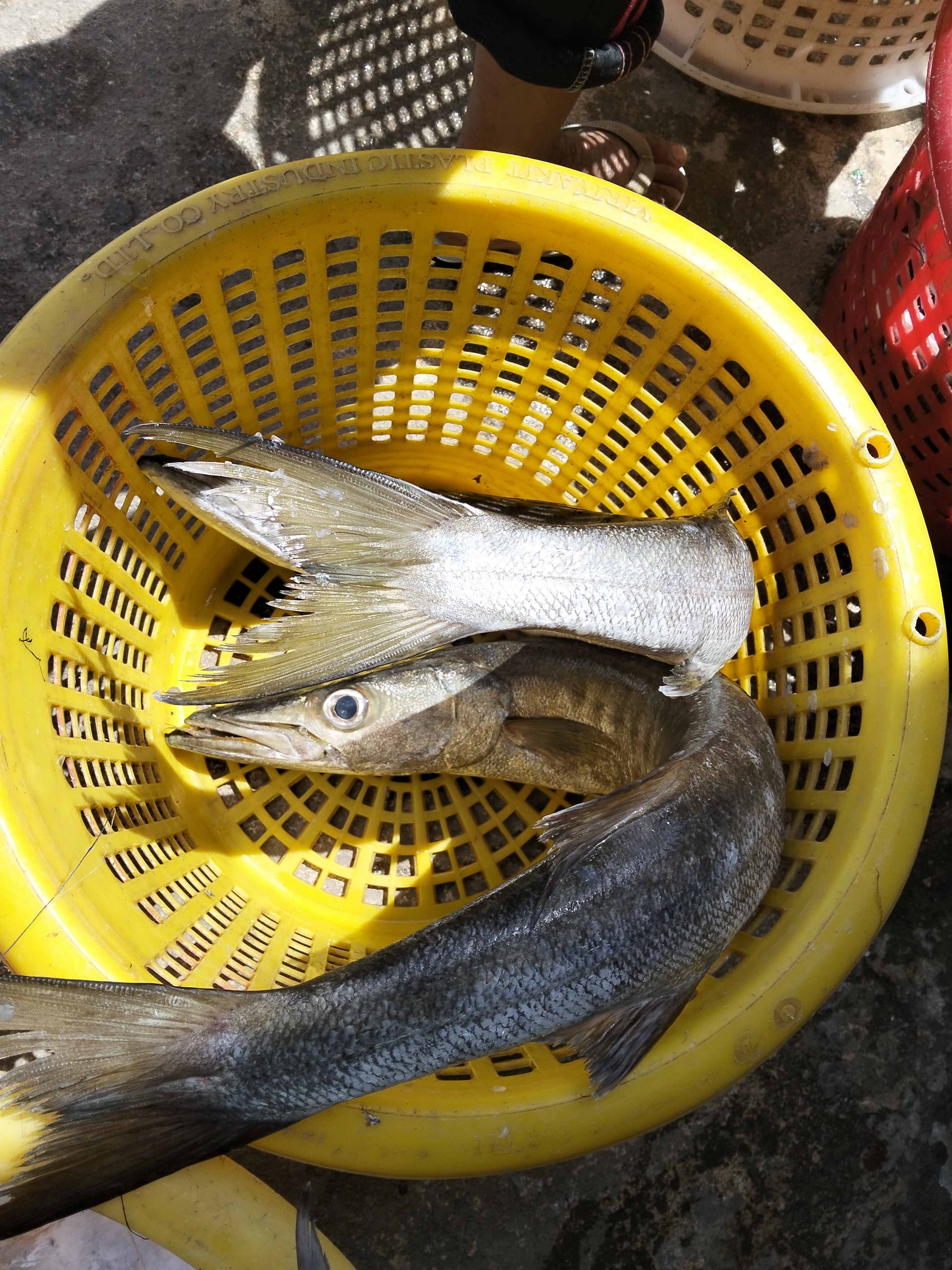 Catch photo 3