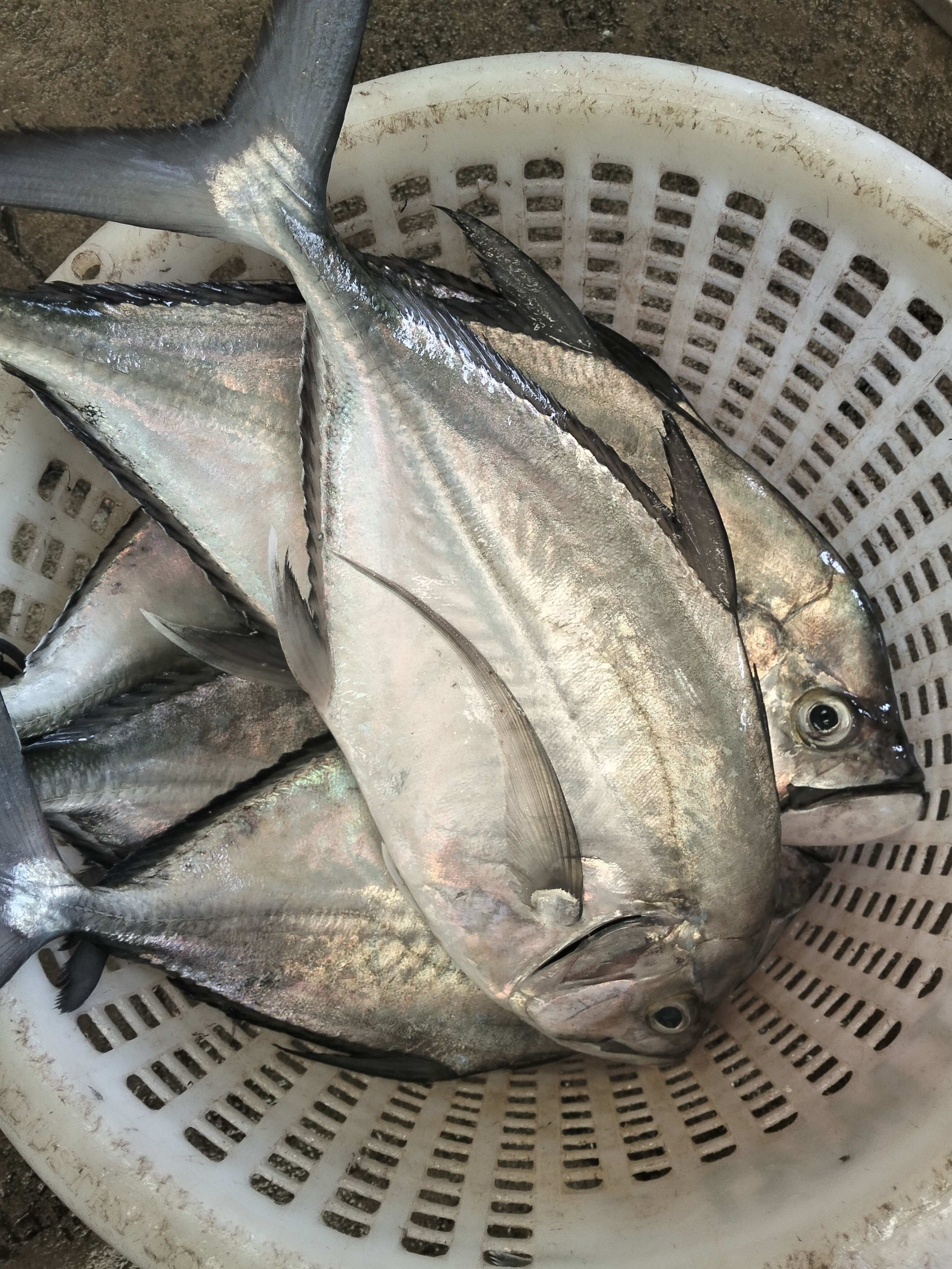 プランブリー沖、ヒシカイワリ16kgを仕入れ