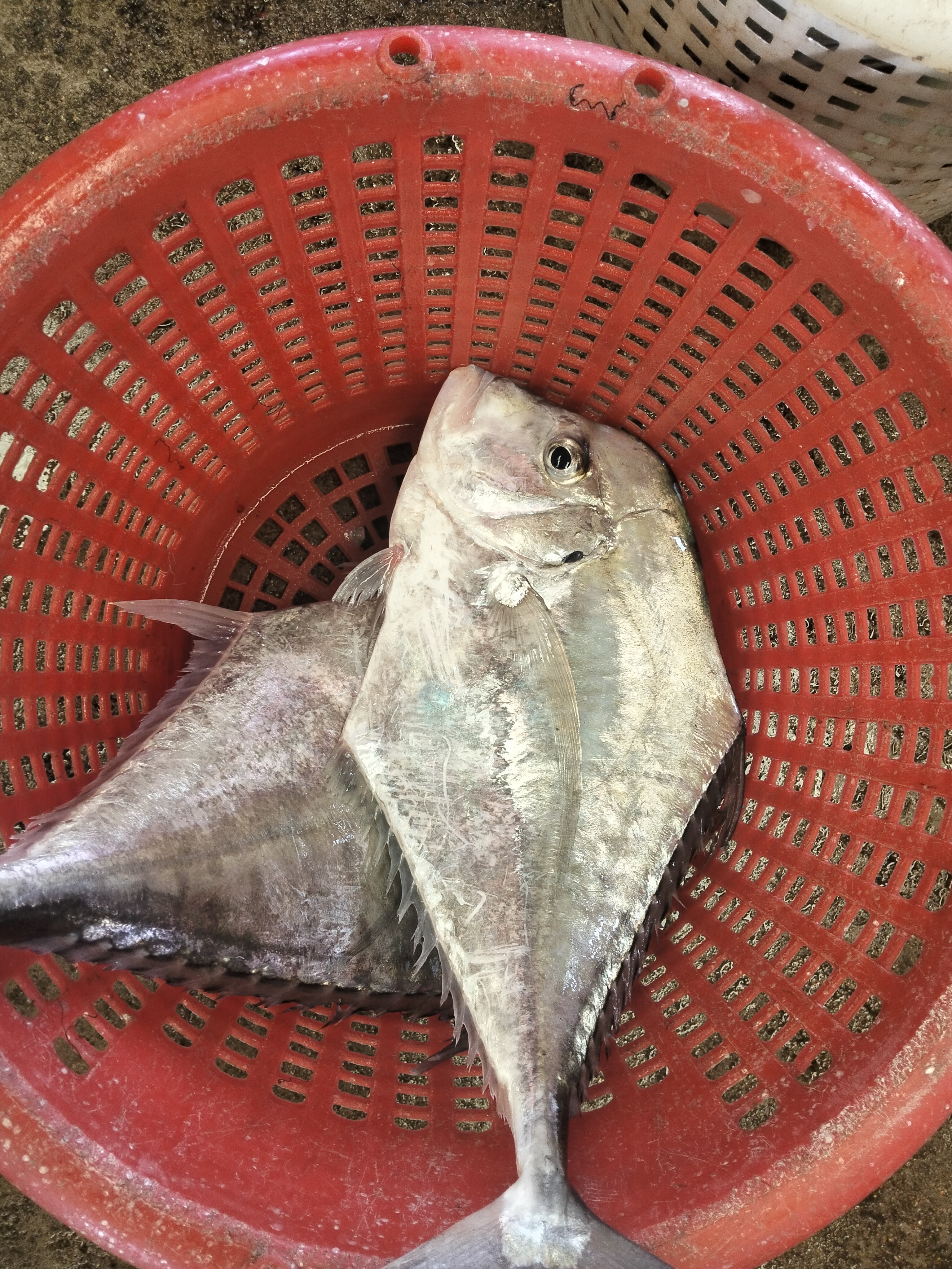 Catch photo 2