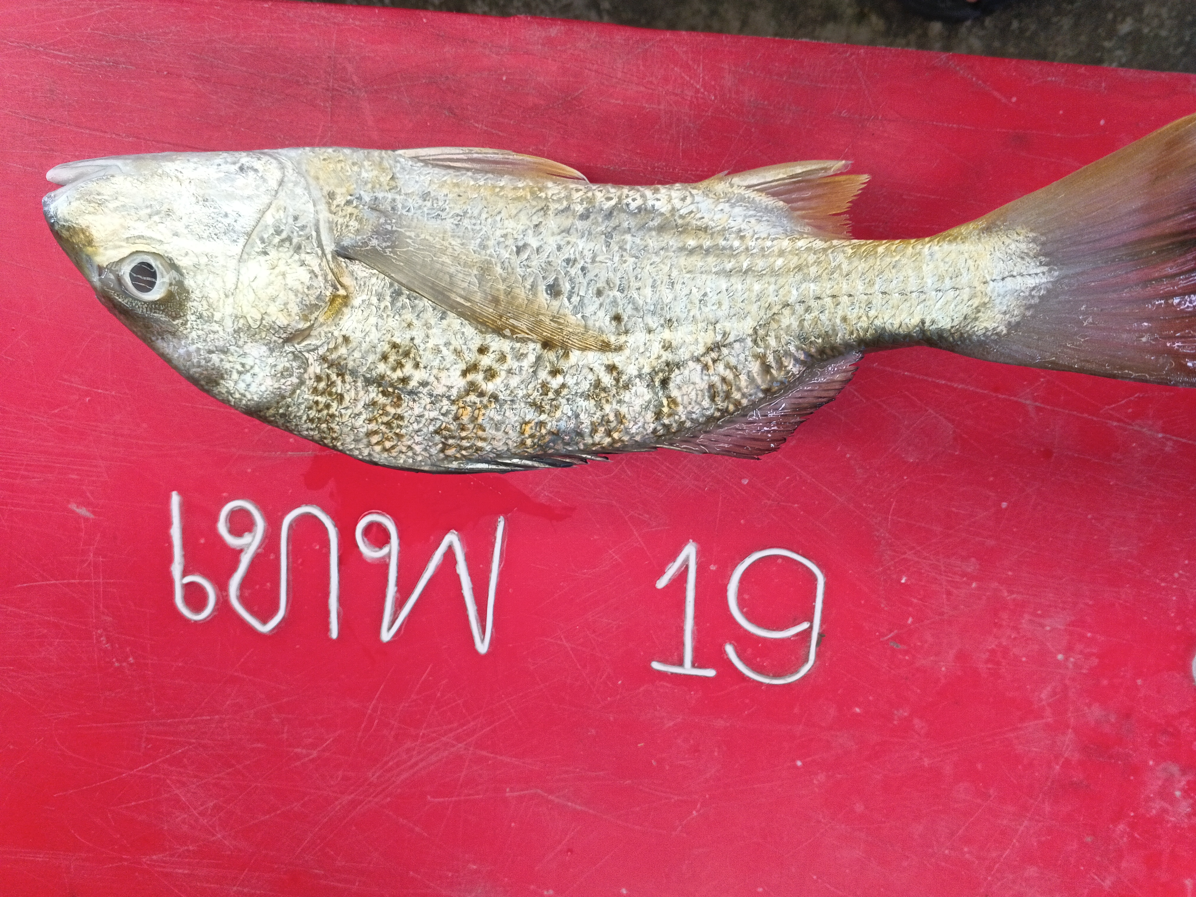 Catch photo 2