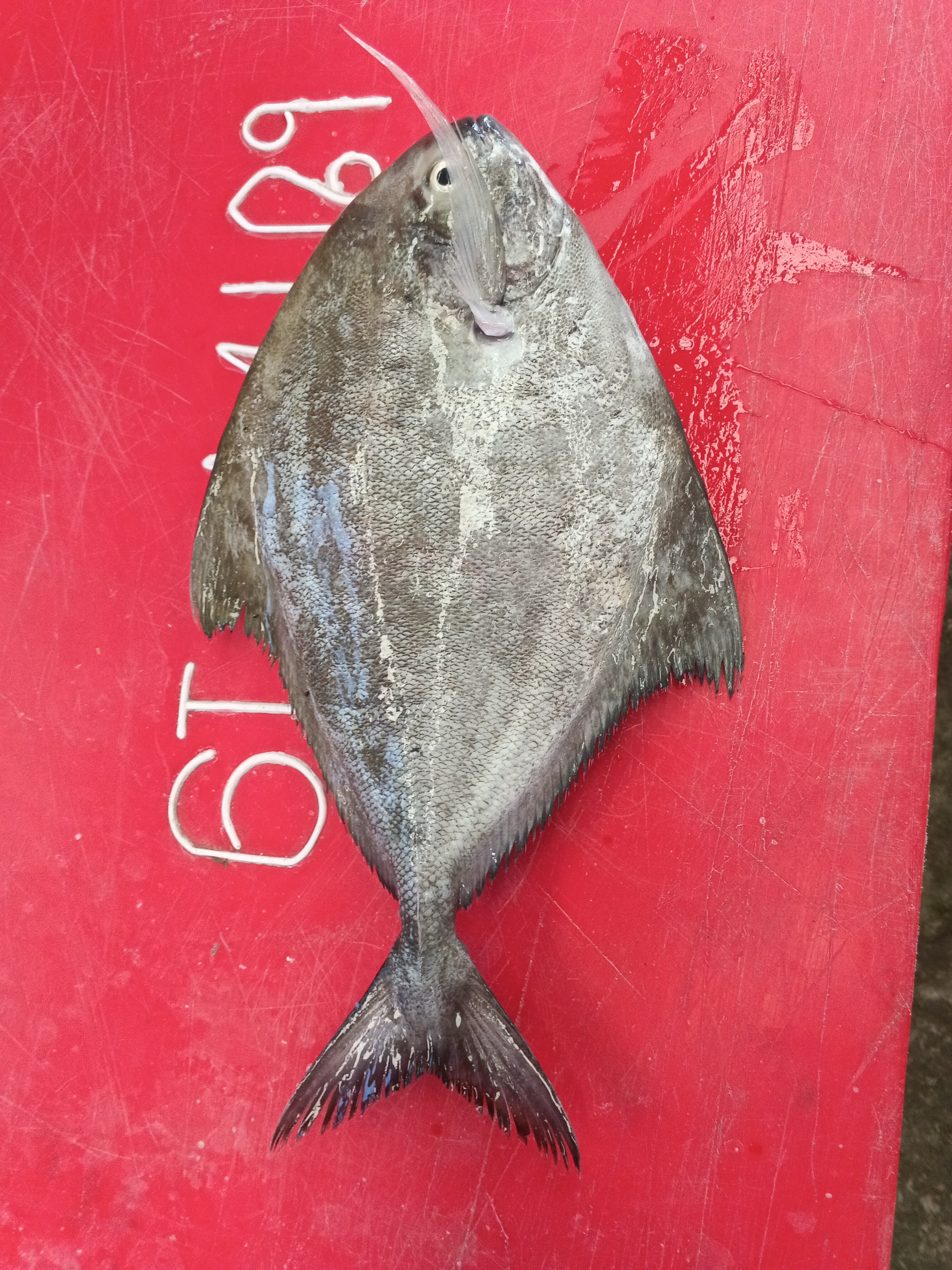 Catch photo 3