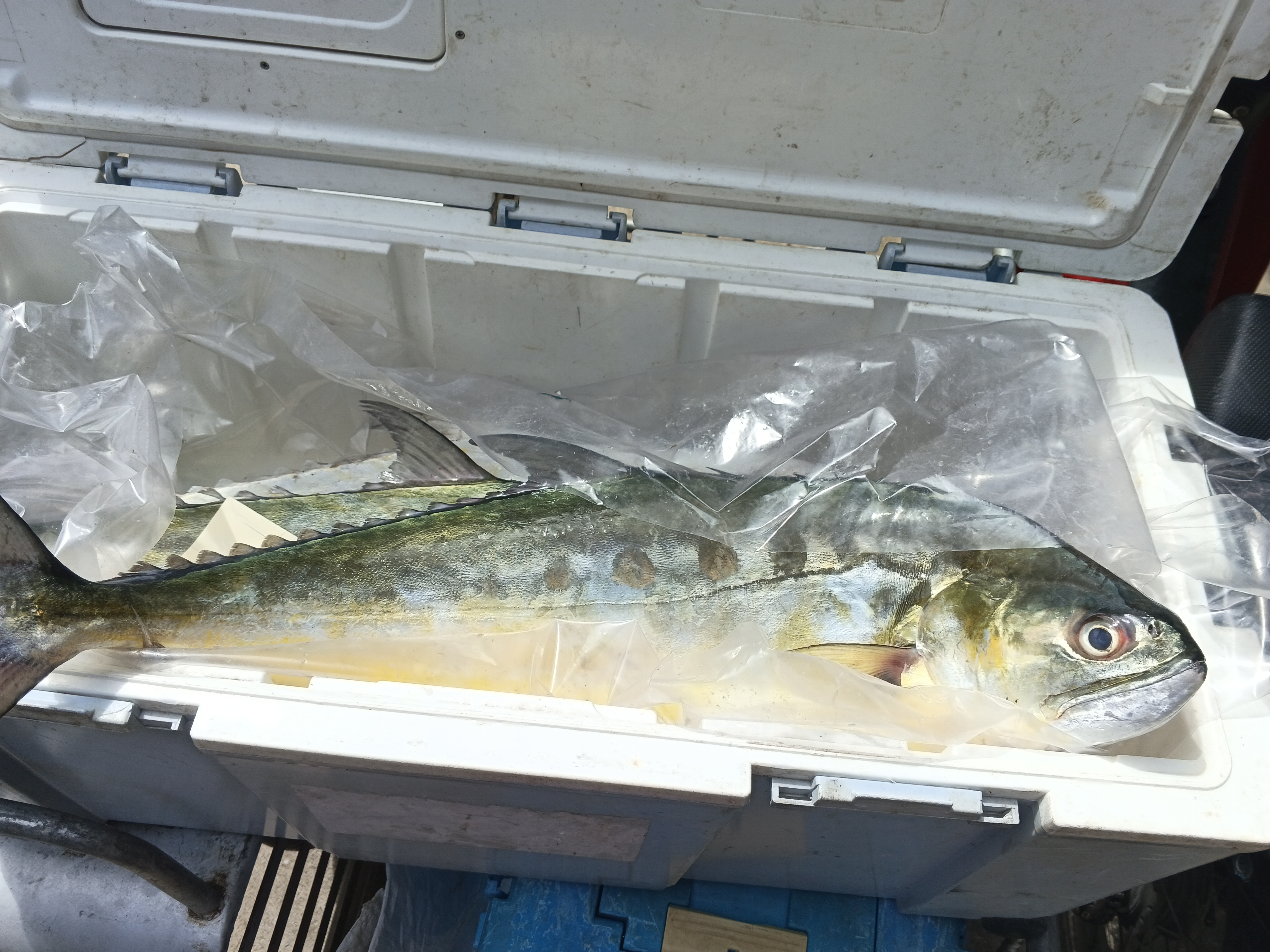 プランブリー沖で 4.8kg のオオクチイケカツオを仕入れ