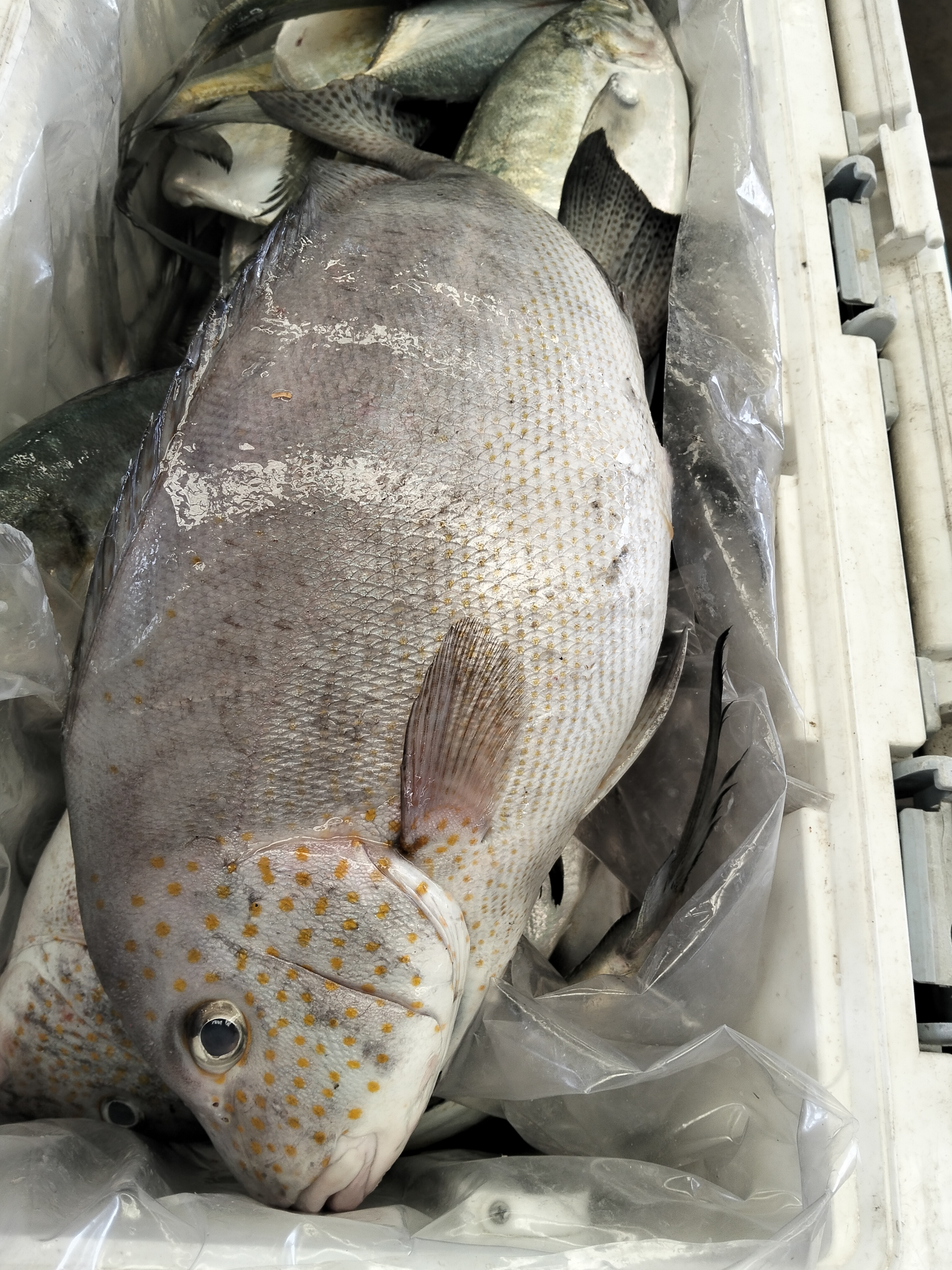 プランブリーで 6kg コロダイと 28kg マブタシマアジを仕入れ
