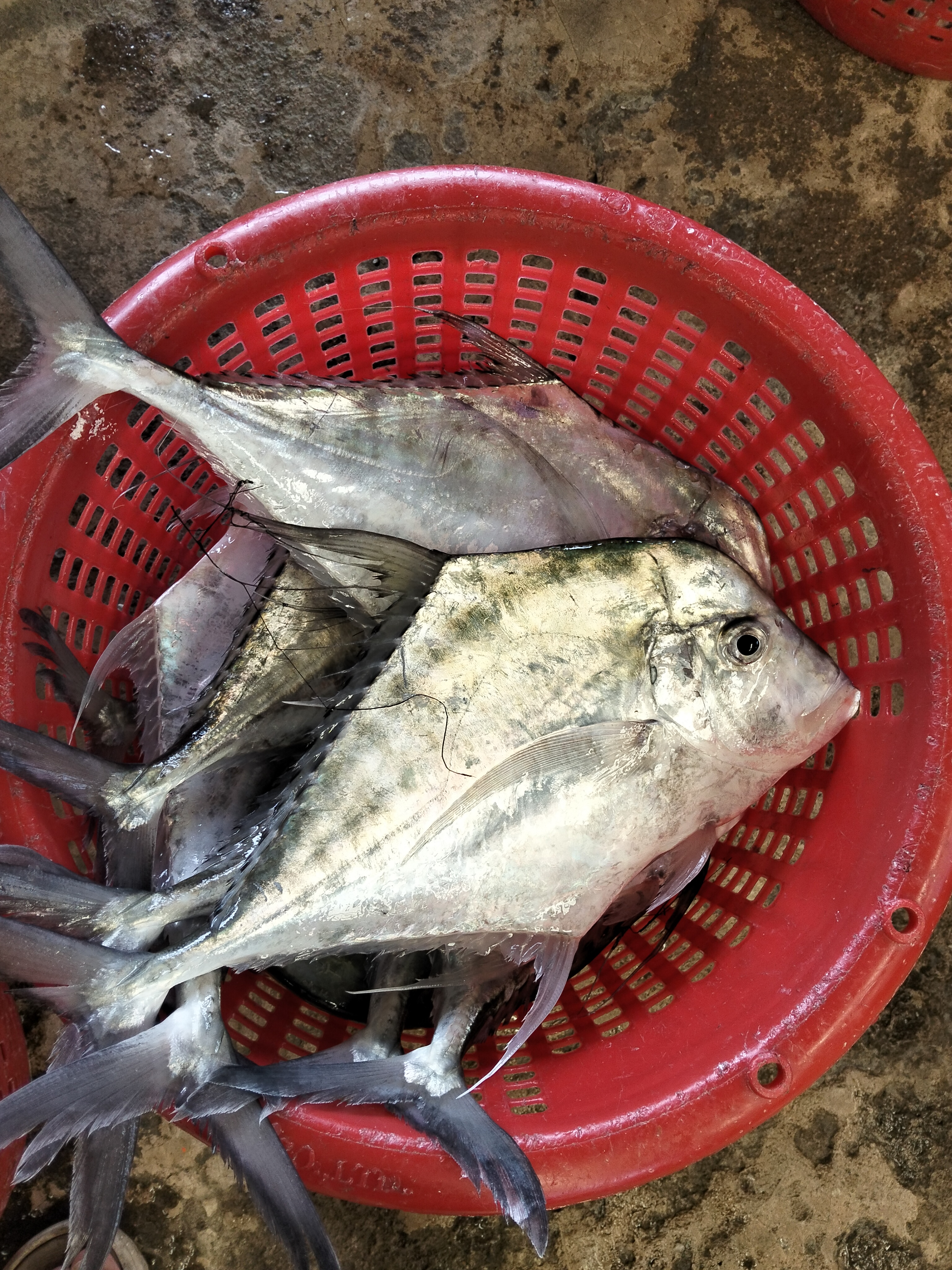 プランブリー沖で仕入れた天然魚の記録