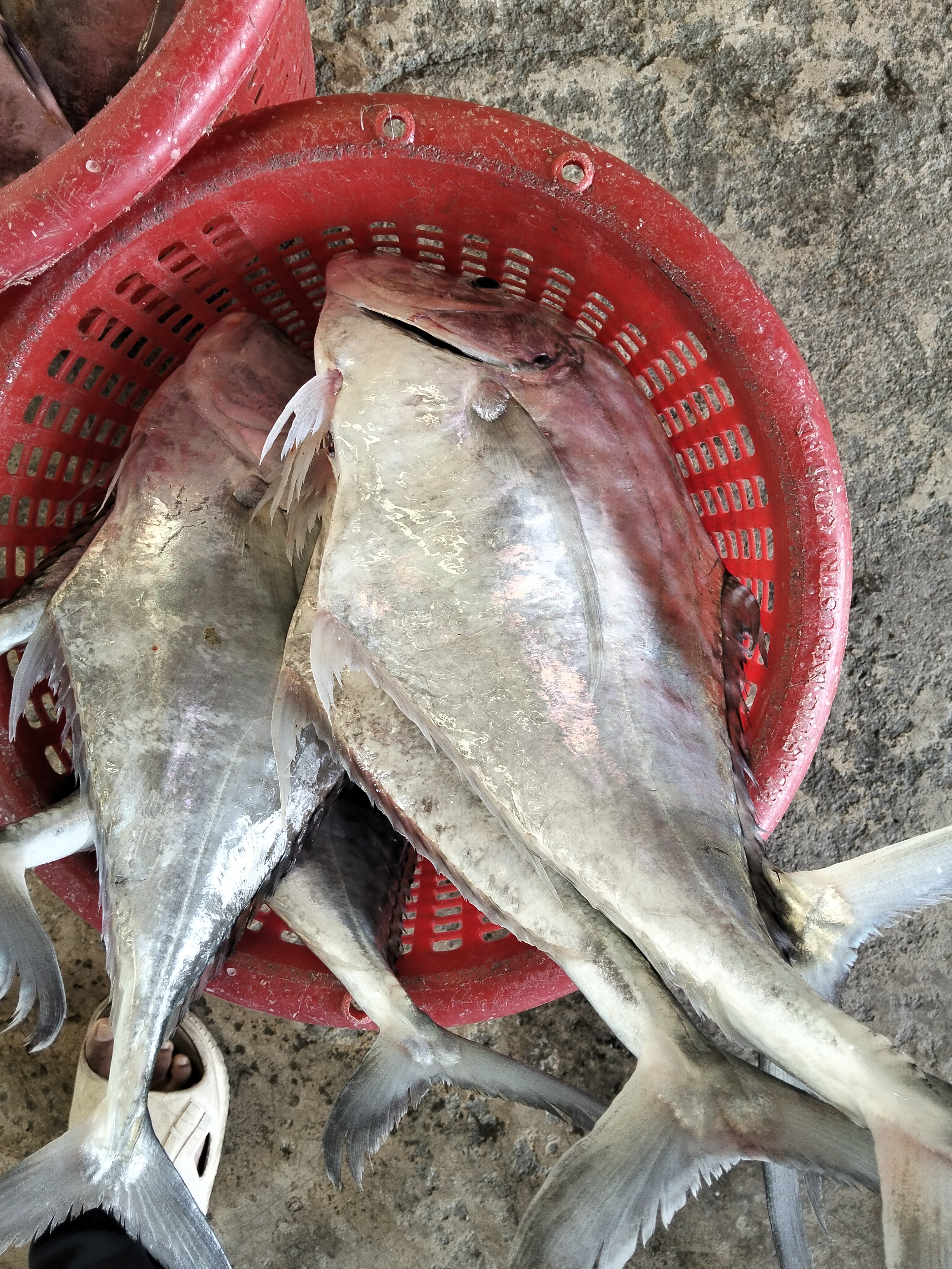 プランブリー沖で仕入れた魚の記録