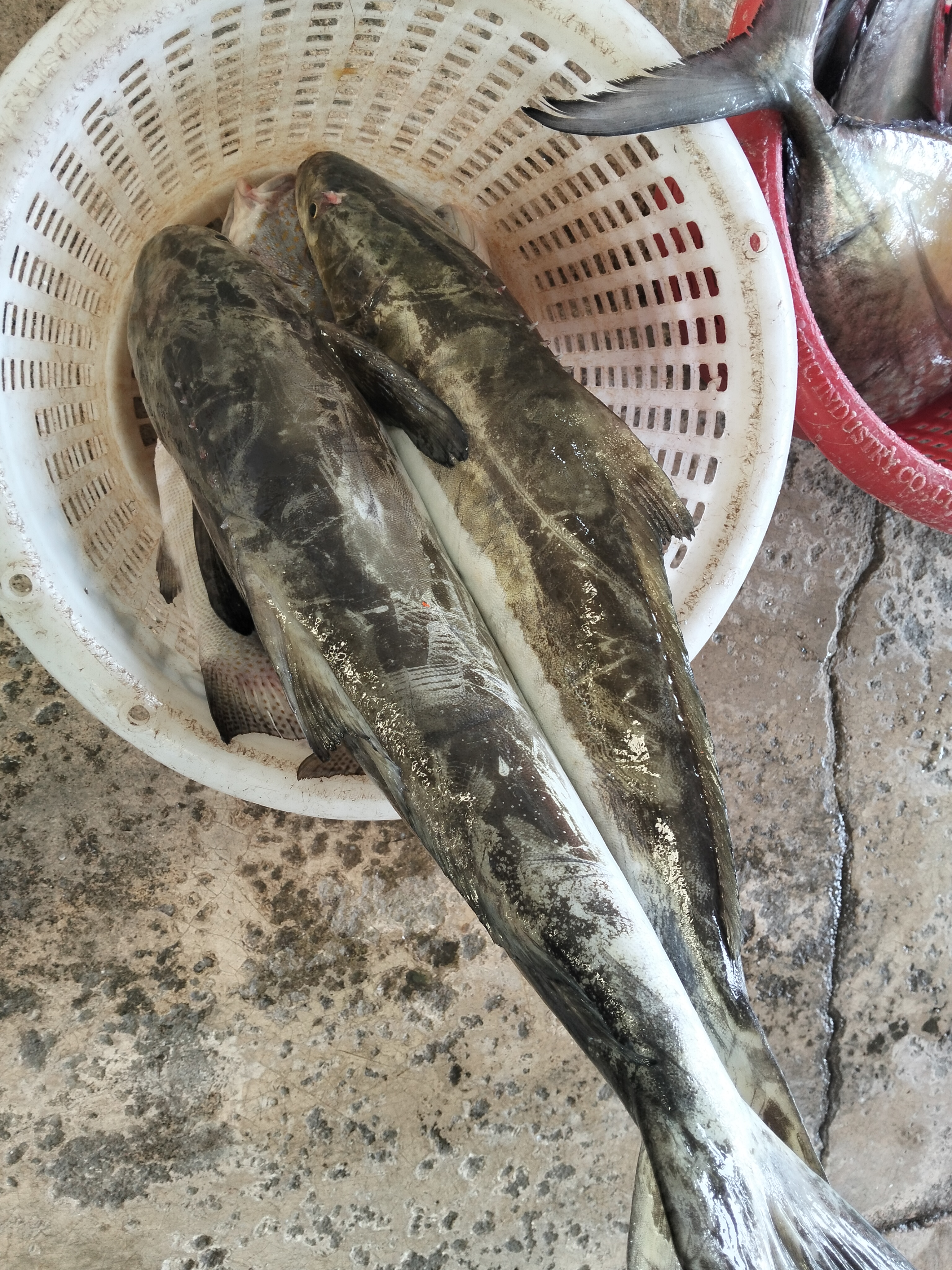 Catch photo 3