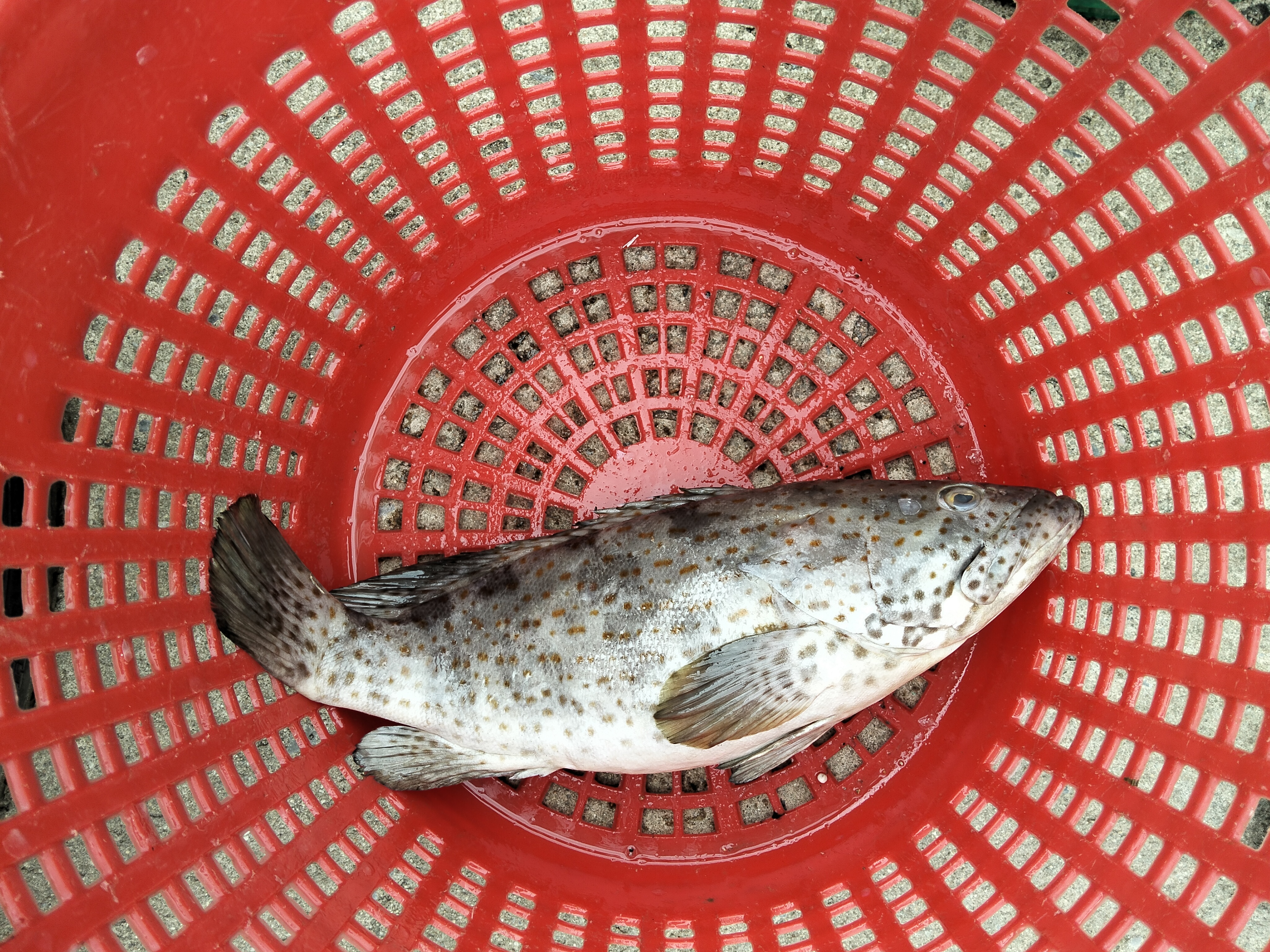 Catch photo 4