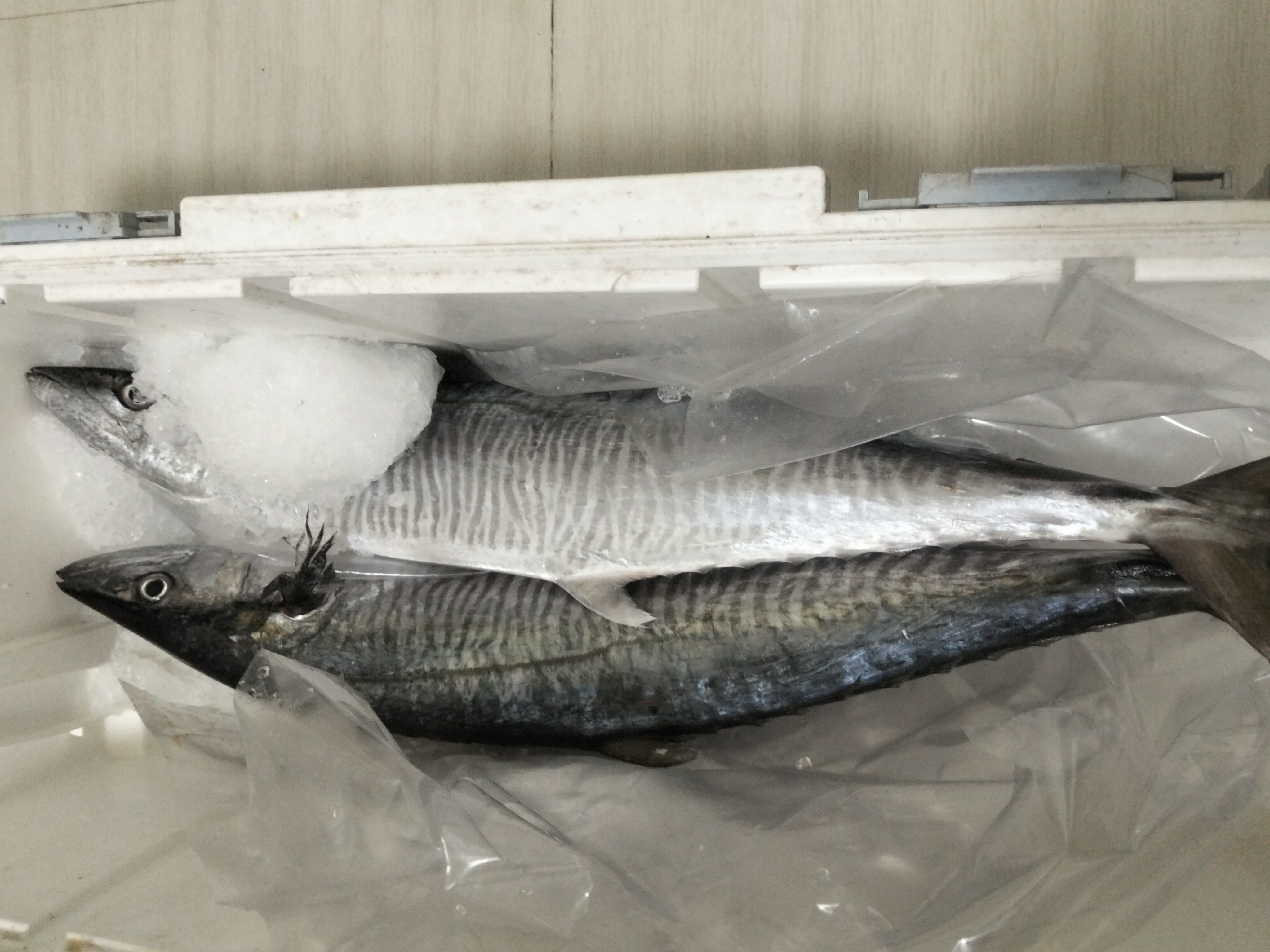 プランブリー沖で仕入れたヨコシマサワラ 7.4kg