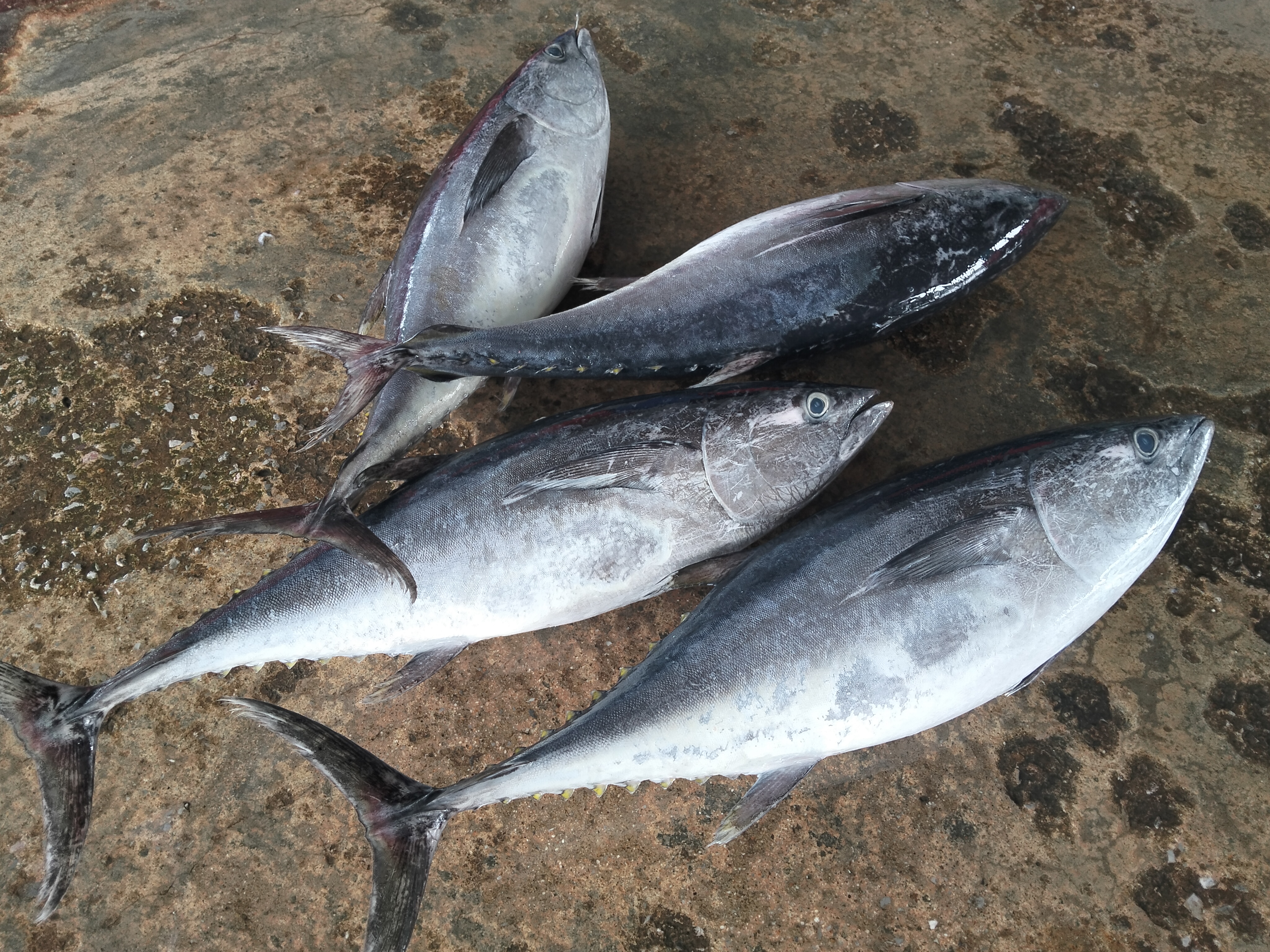 プランブリー沖で仕入れたマグロの記録
