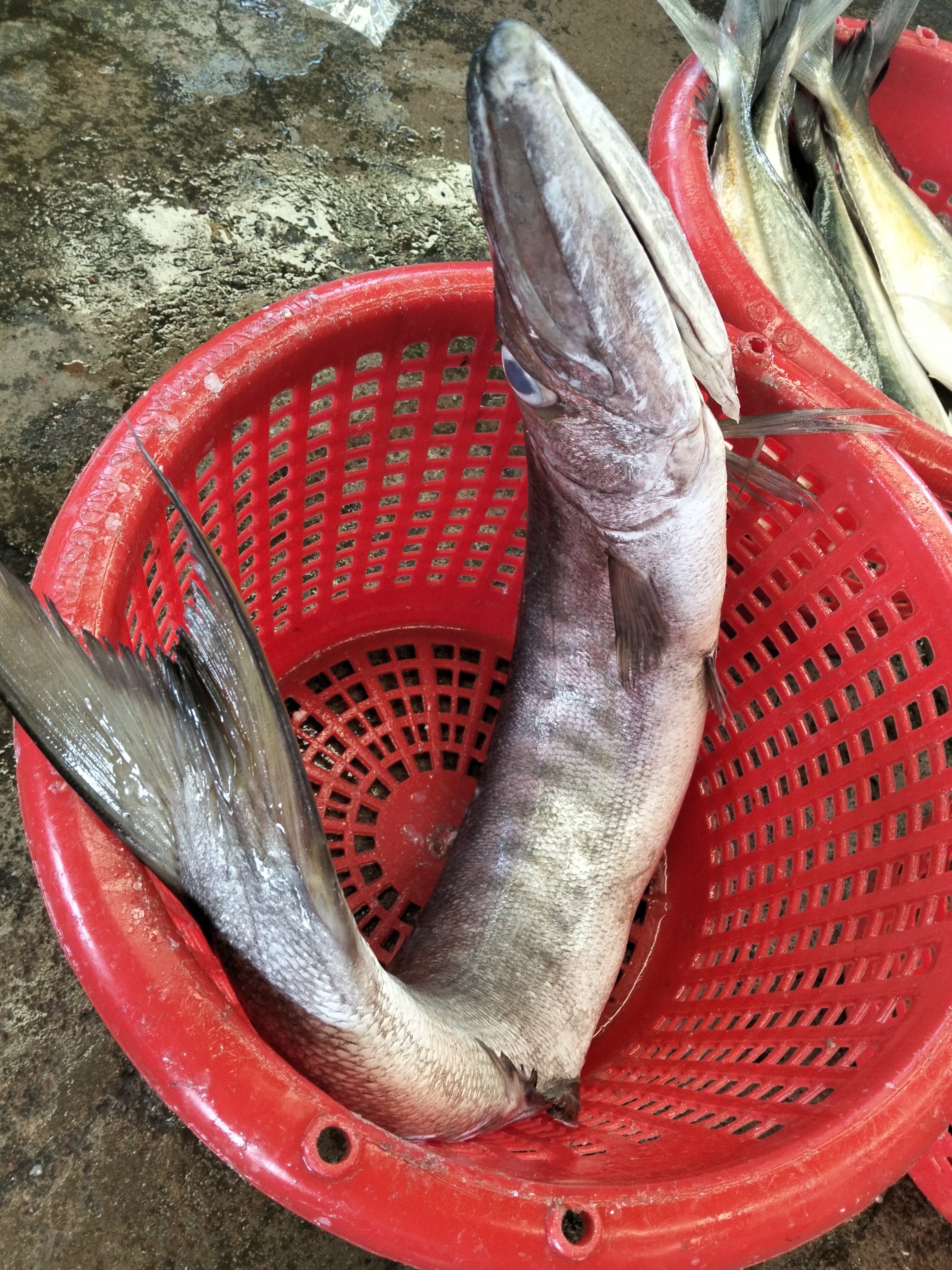 Catch photo 3