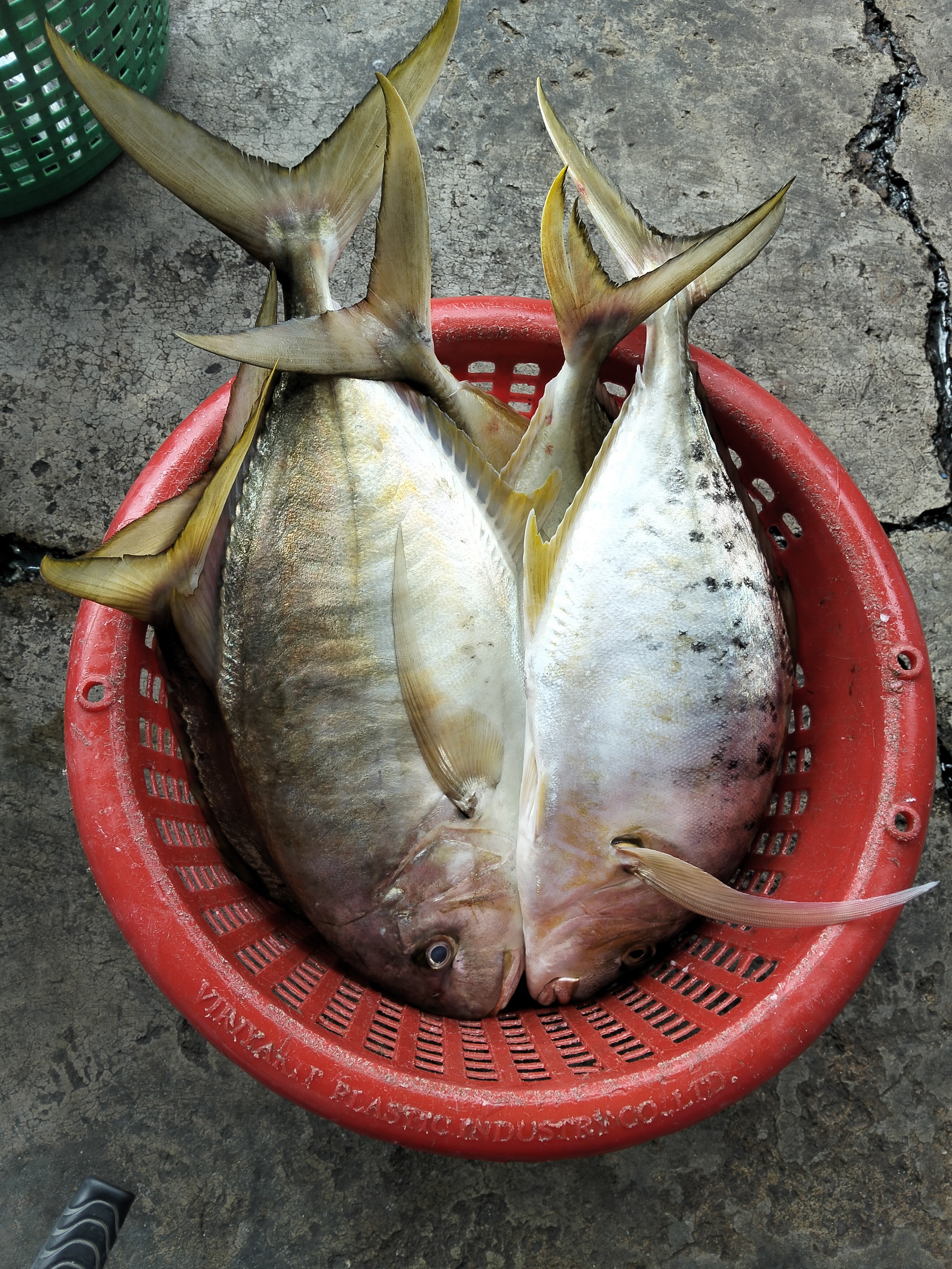 Catch photo 4