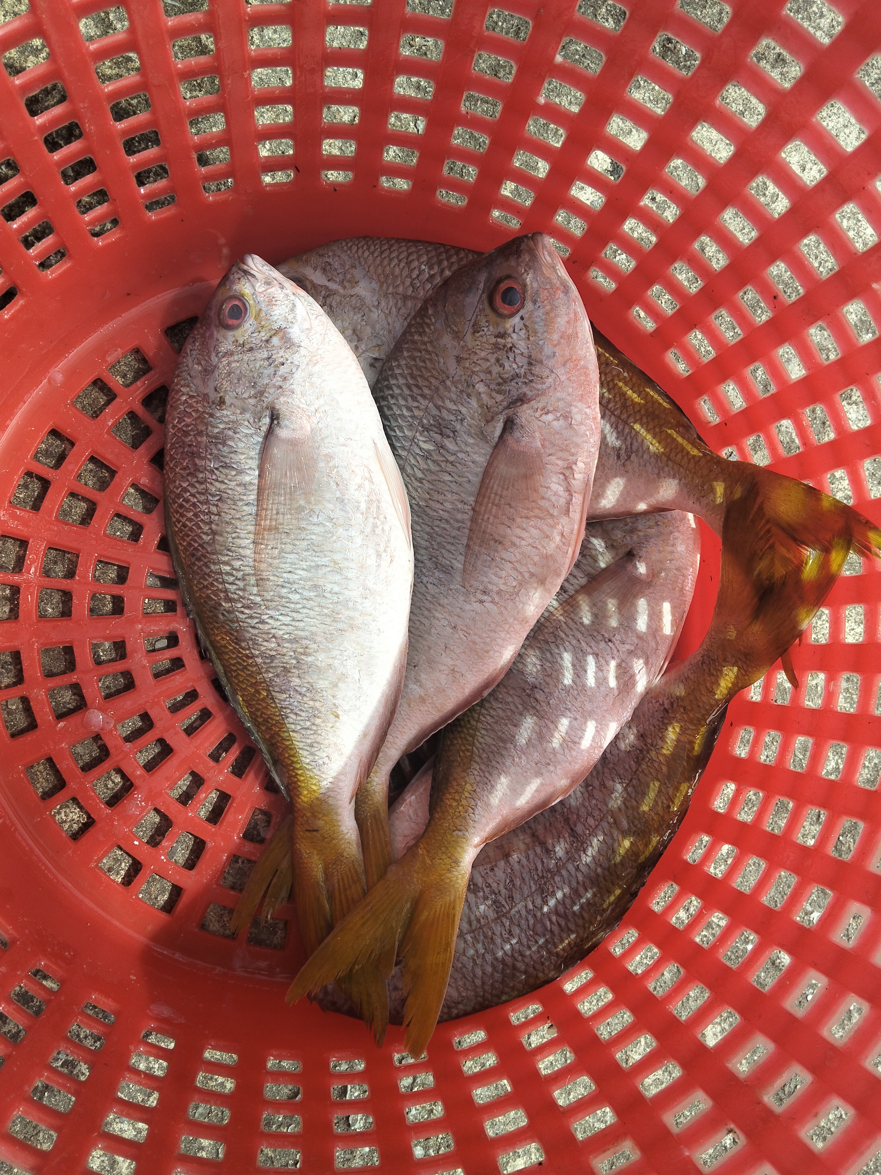 Catch photo 3