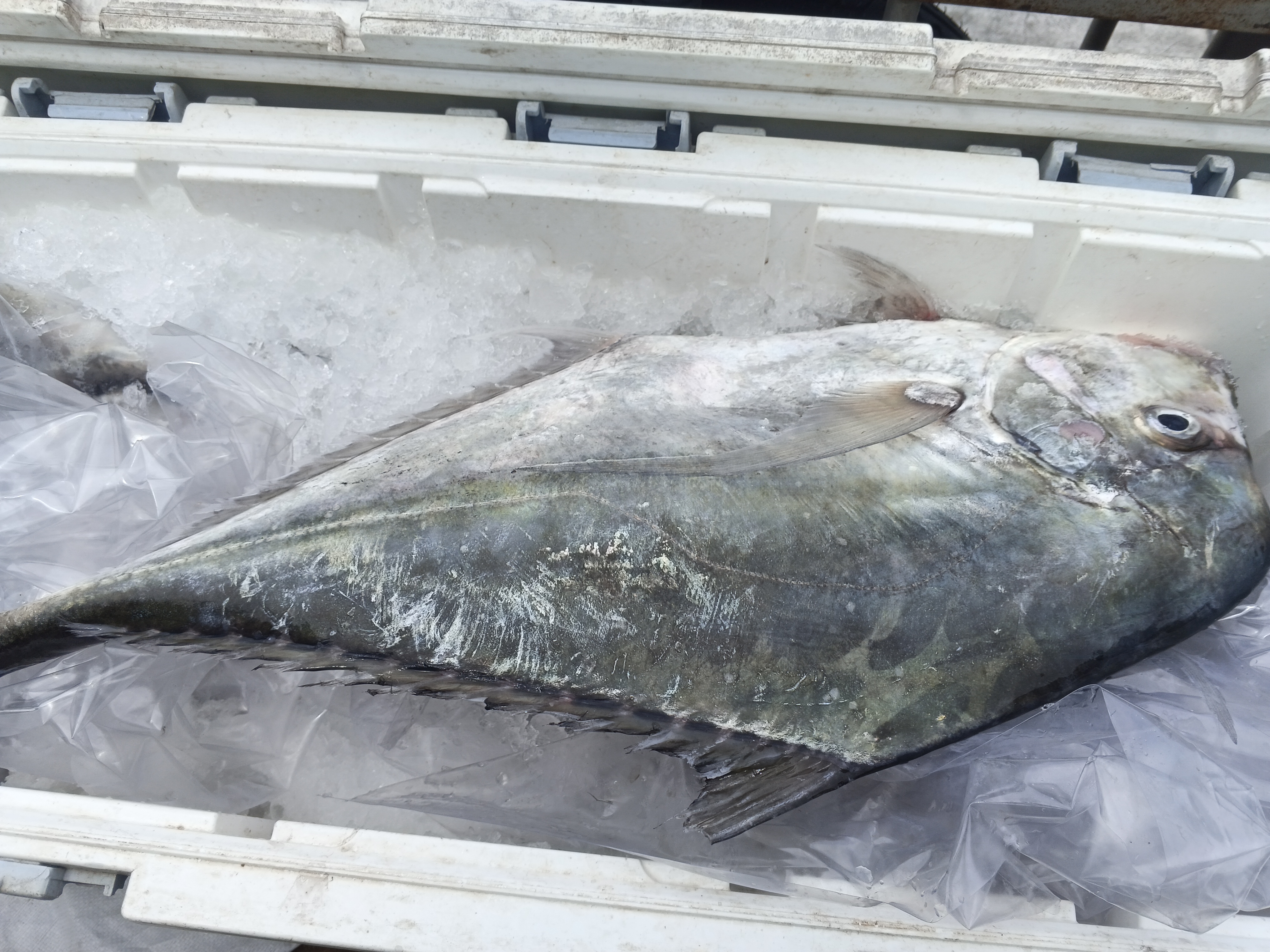 プランブリー沖で仕入れた19kgのウマヅラアジ