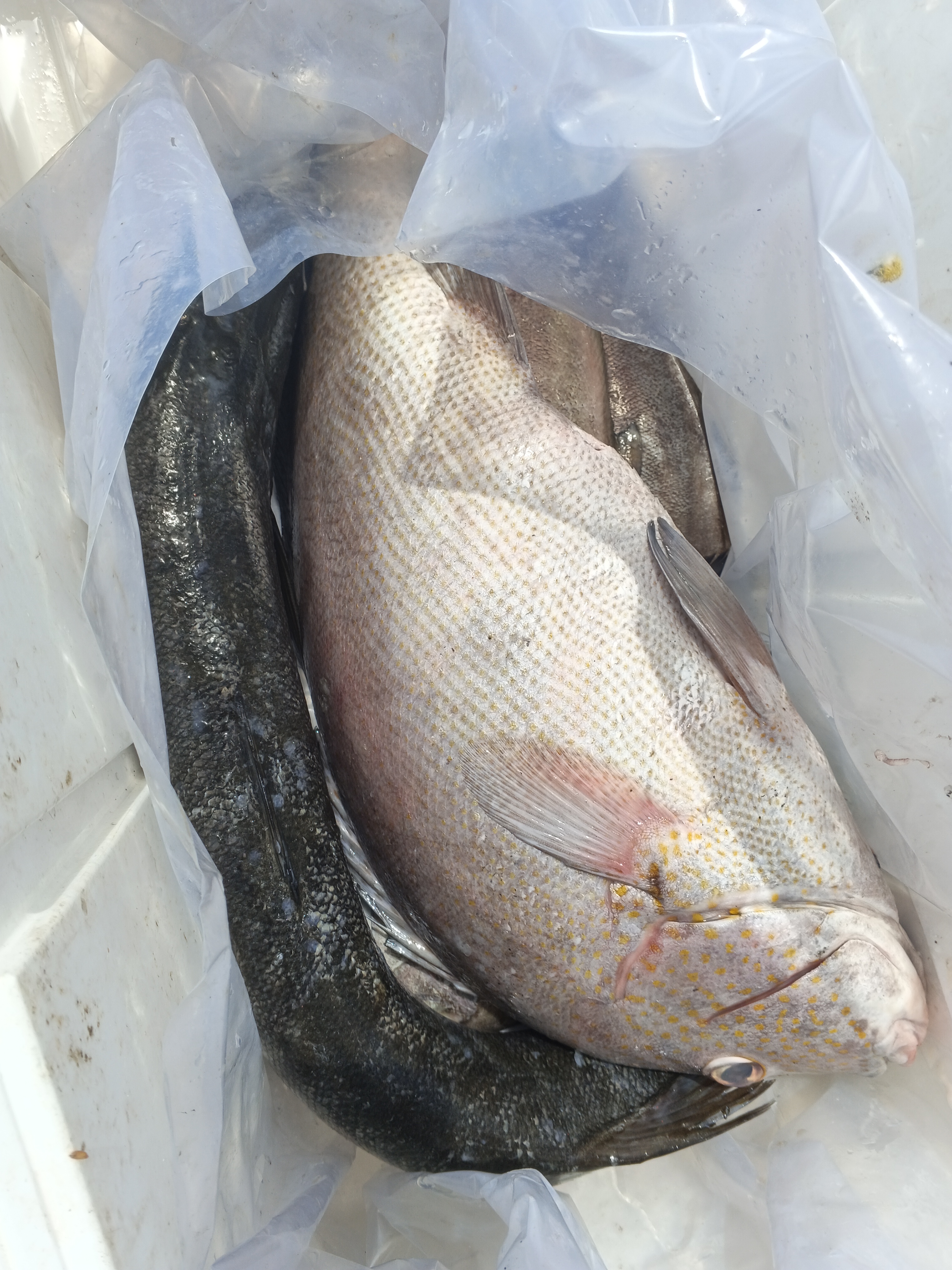 プランブリー港、3種の魚を仕入れ