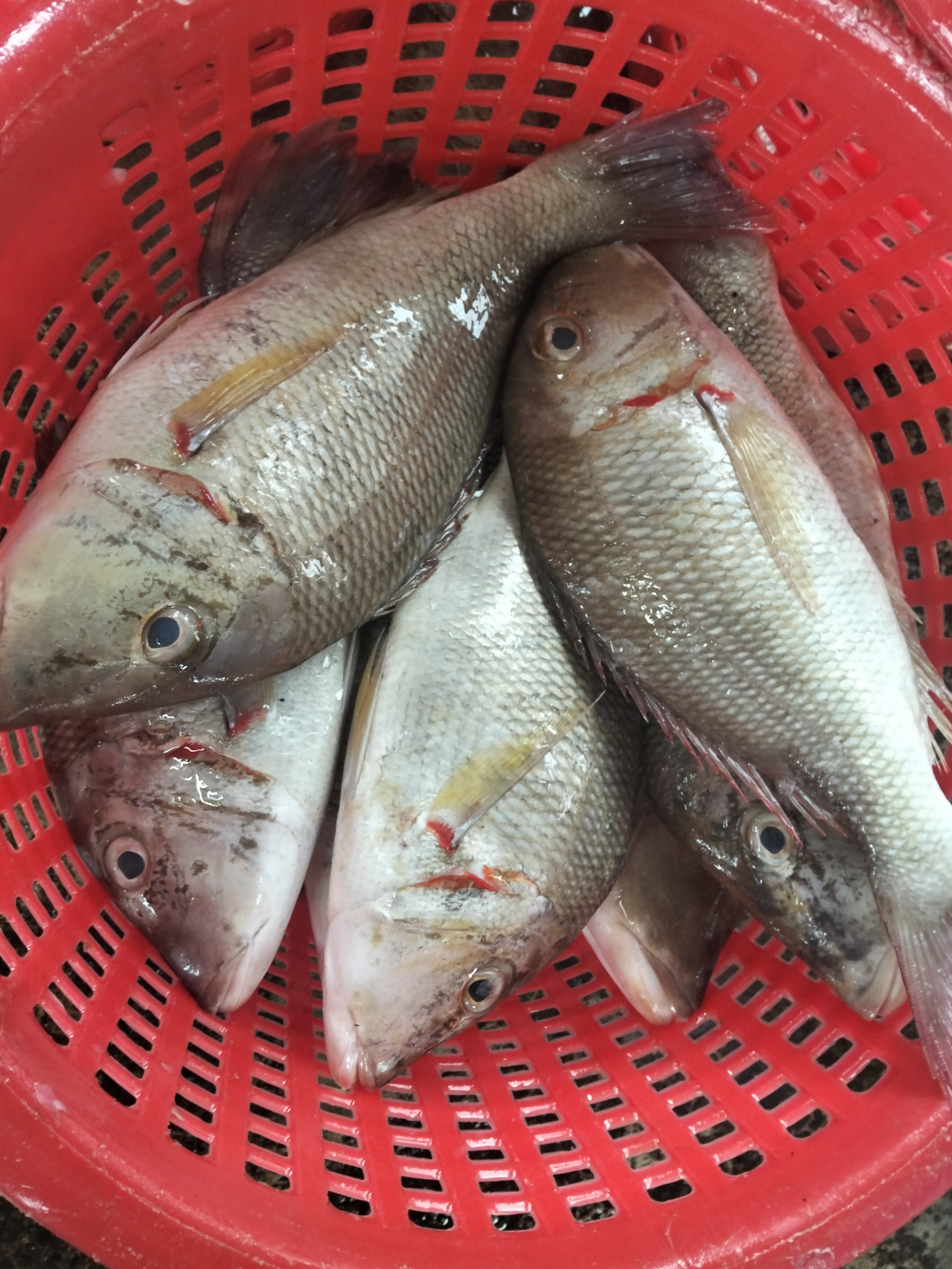 プランブリー沖の漁獲記録:3種の魚を仕入れました